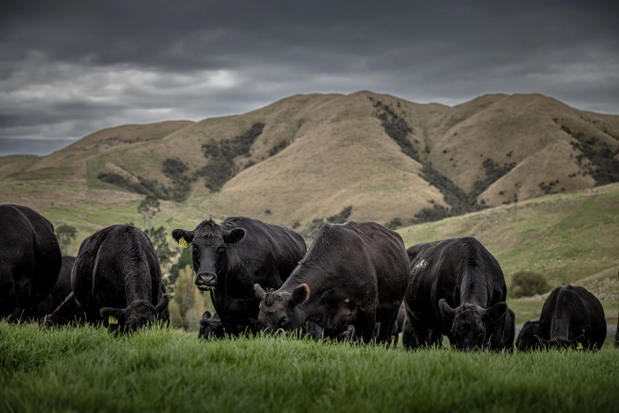 Black cows grazing on green grass with rolling hills and overcast sky in the background.