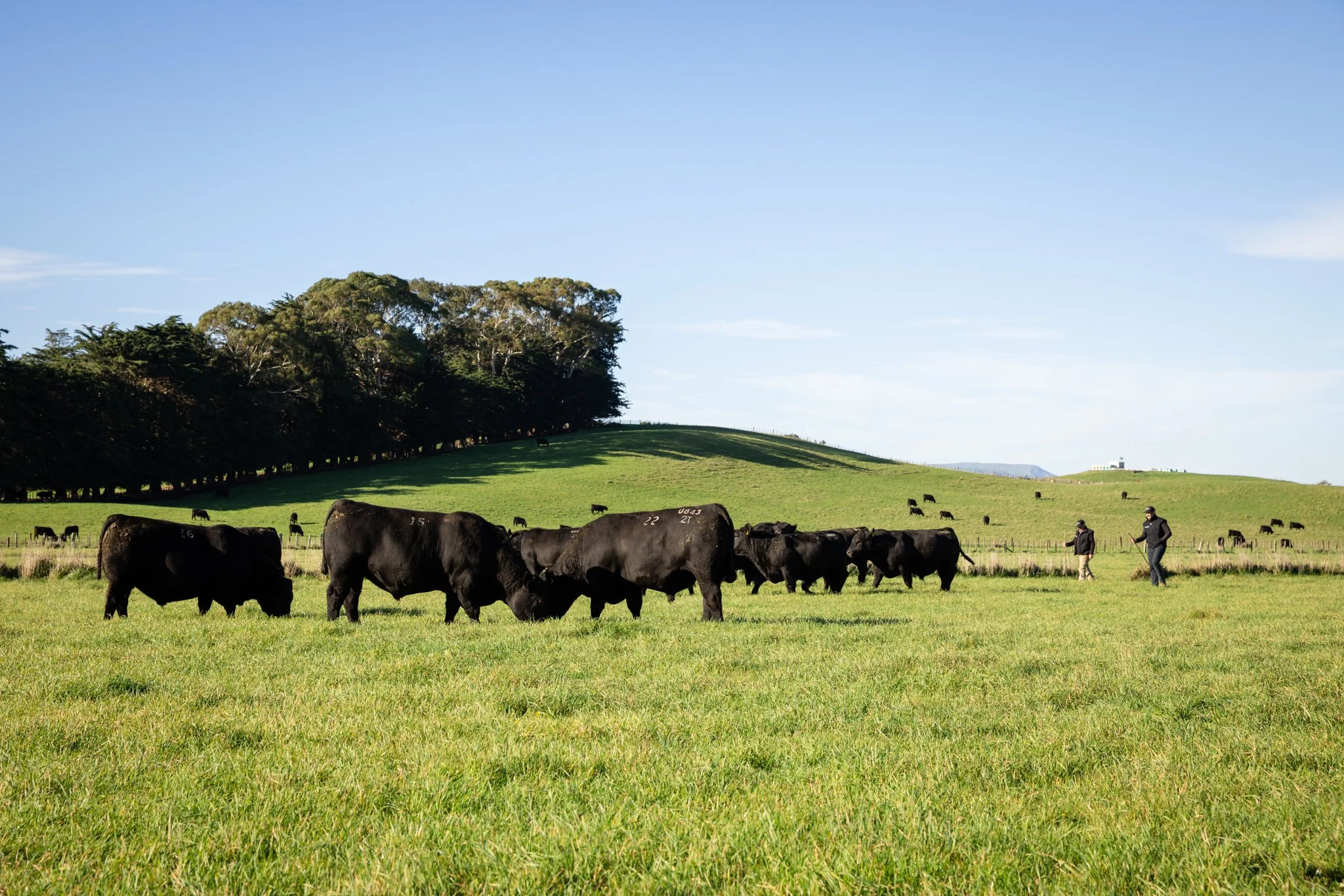 Angus Cattle grazing on the lush green pasture at Anui, Dannevirke. 
