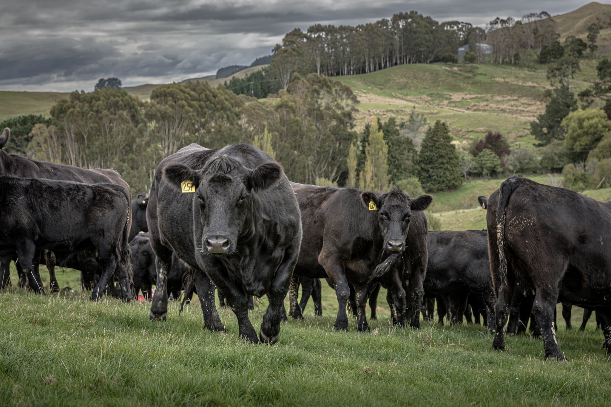 A group of black cows grazing on a grassy field with rolling hills and trees in the background under a cloudy sky.