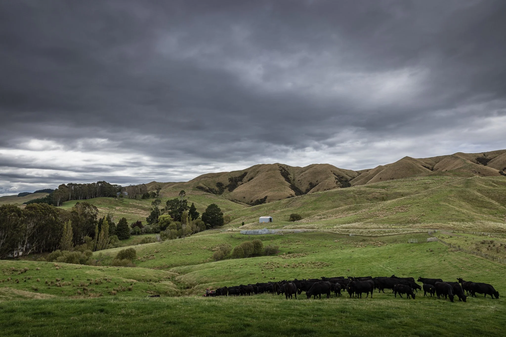 Green rolling hills with a herd of black cattle grazing in the foreground, under a cloudy dark sky.