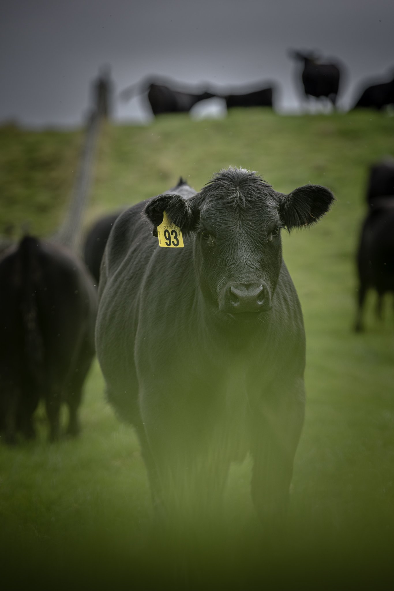 A black cow with a yellow ear tag labeled 93 standing in a grassy field, surrounded by other cows.