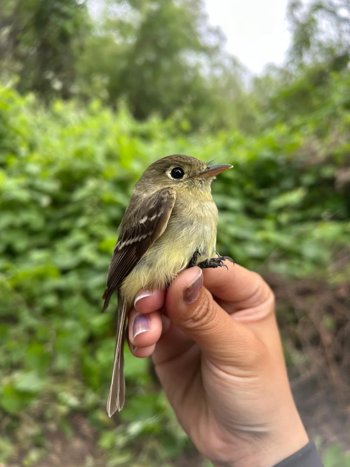 MAPS Western Flycatcher_2026_Phyl Sanzhez.jpg