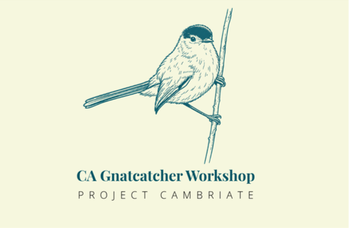 California Gnatcatcher Workshop