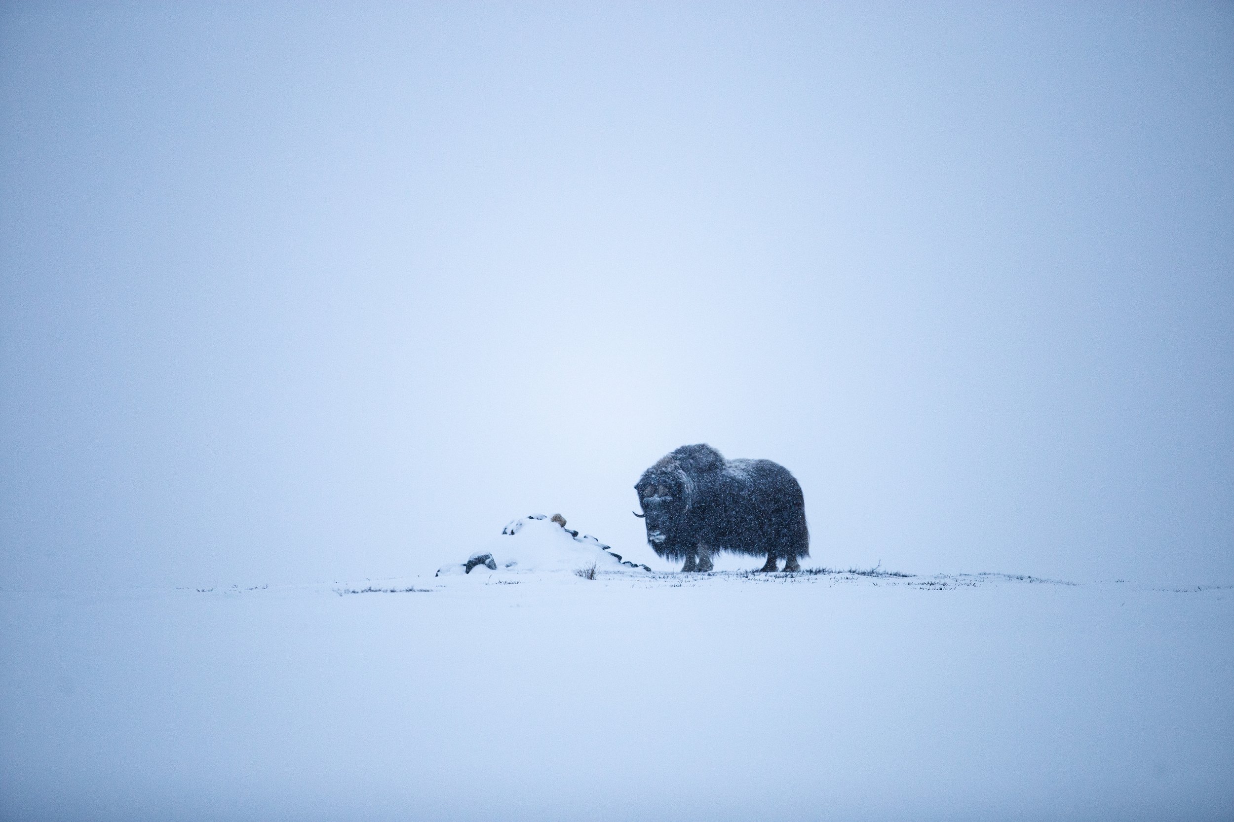 Dans la tempête blanche .jpg