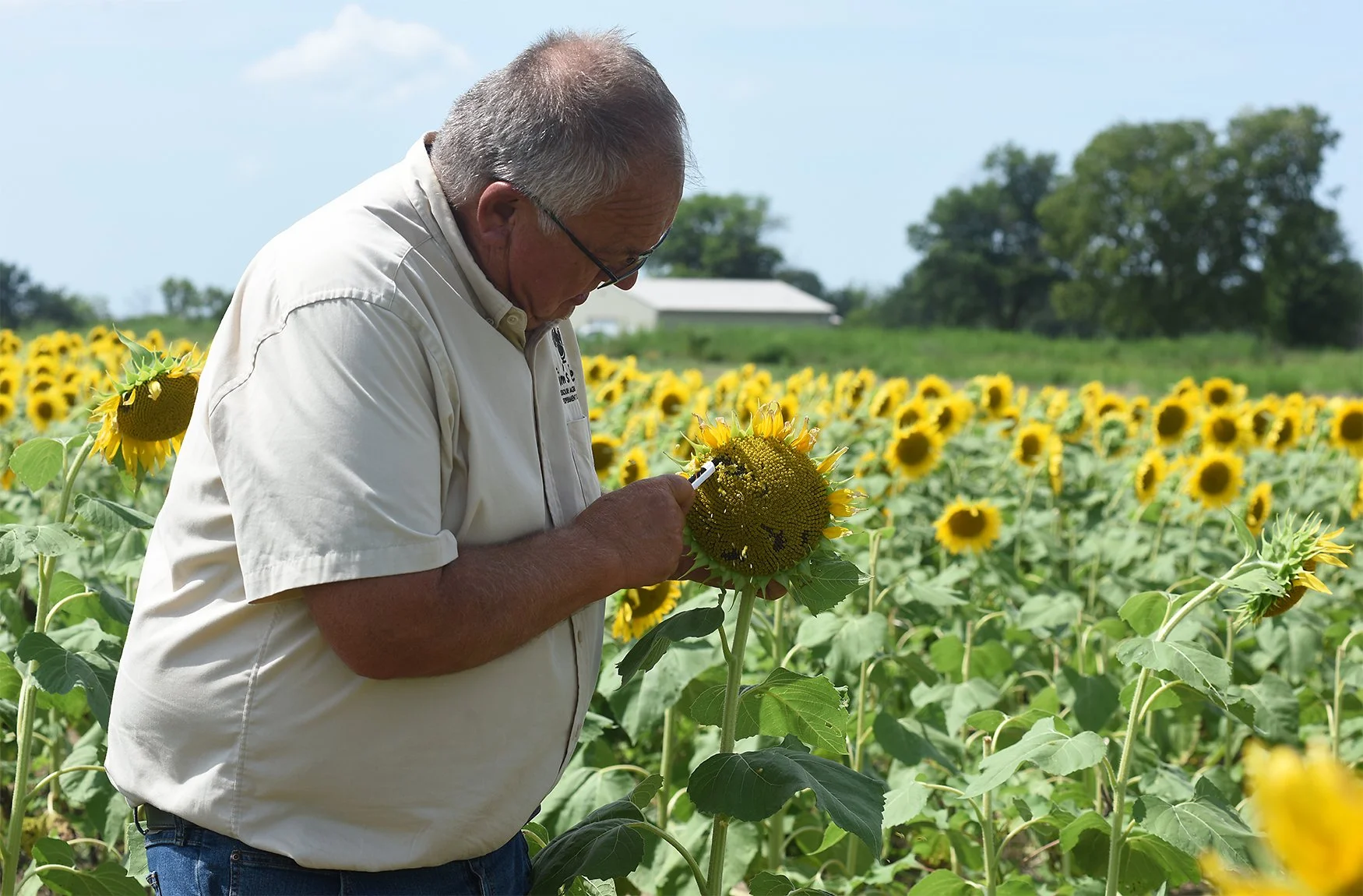 20250728_sunflowers_TS_201A (1).jpg