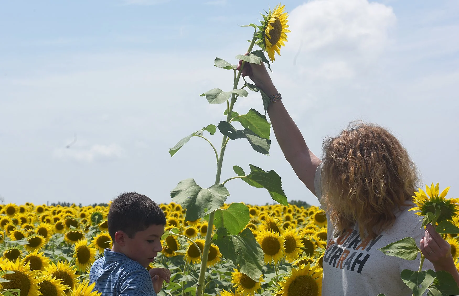 20250728_sunflowers_TS_058A.jpg