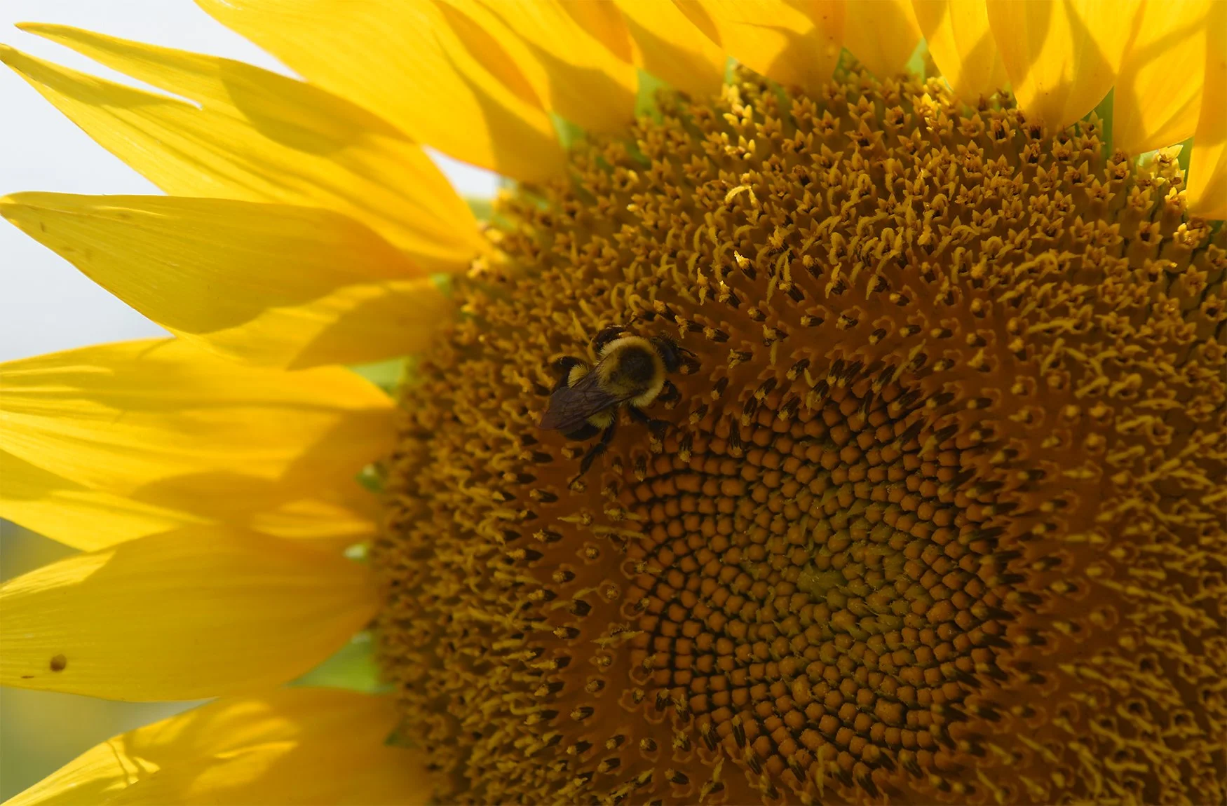 20250728_sunflowers_TS_388A.jpg
