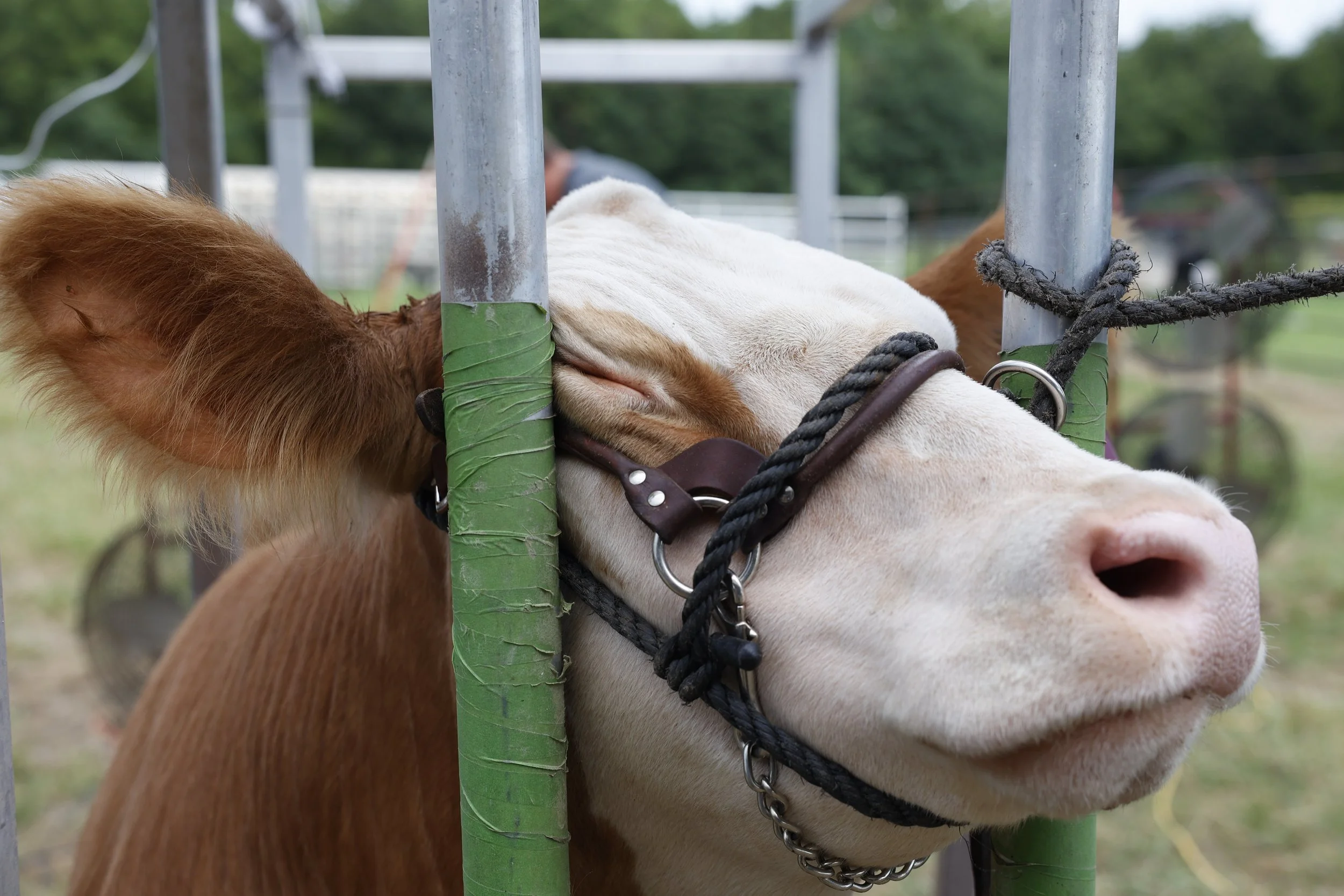 A cow pokes his head through bars while being groomed on July 16, 2025, at Northeast Regional Park in Columbia. The cow, Fletcher, was about to compete in the Beef Show as part of the annual Boone County Fair. 