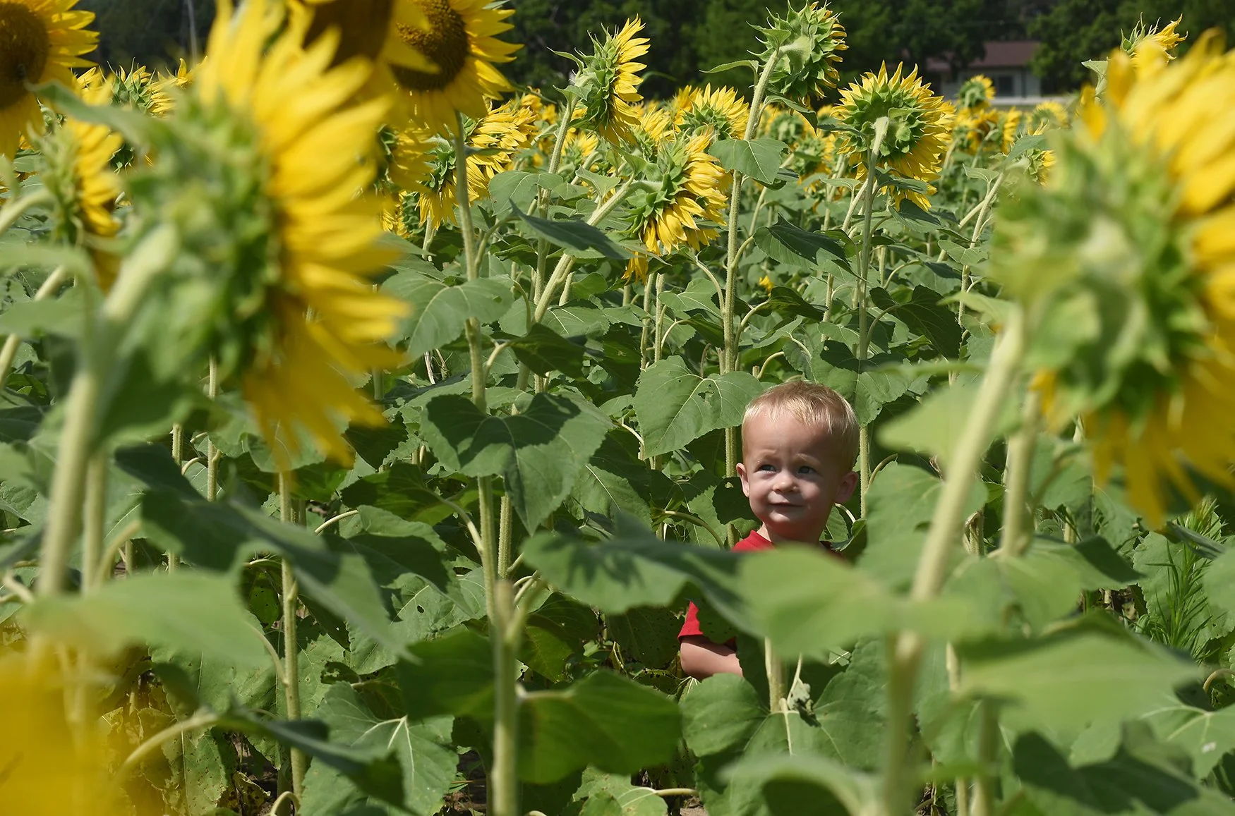 20250728_sunflowers_TS_172A.jpg