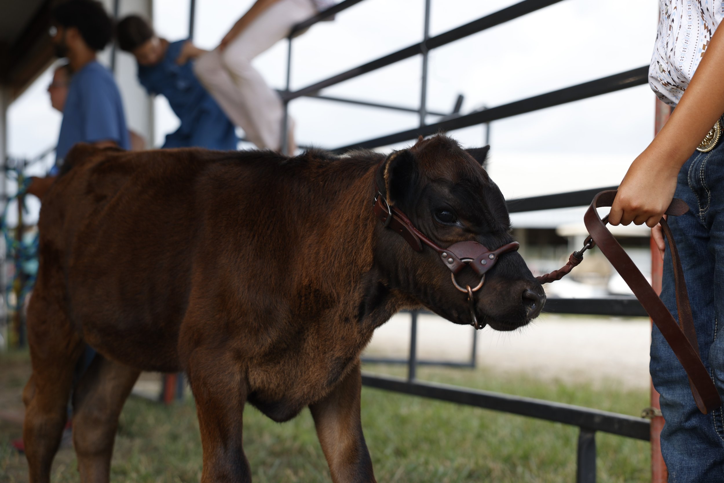 20250716_fair_TS_027 (1).JPG