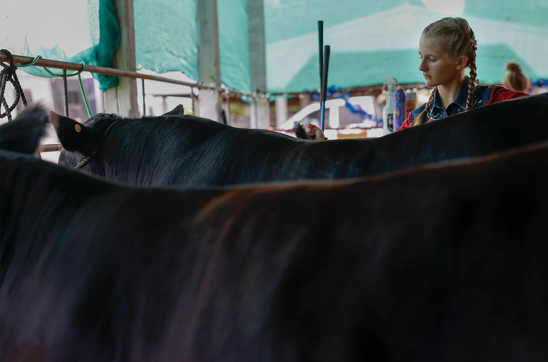 Bailey Middleton, 12, brushes her heifer, Maple, and bull, Hot Rail, before competing in the annual beef show during the Boone County Fair Wednesday at Northeast Regional Park. Bailey is from Paris, Missouri, and this was her first year showing at th