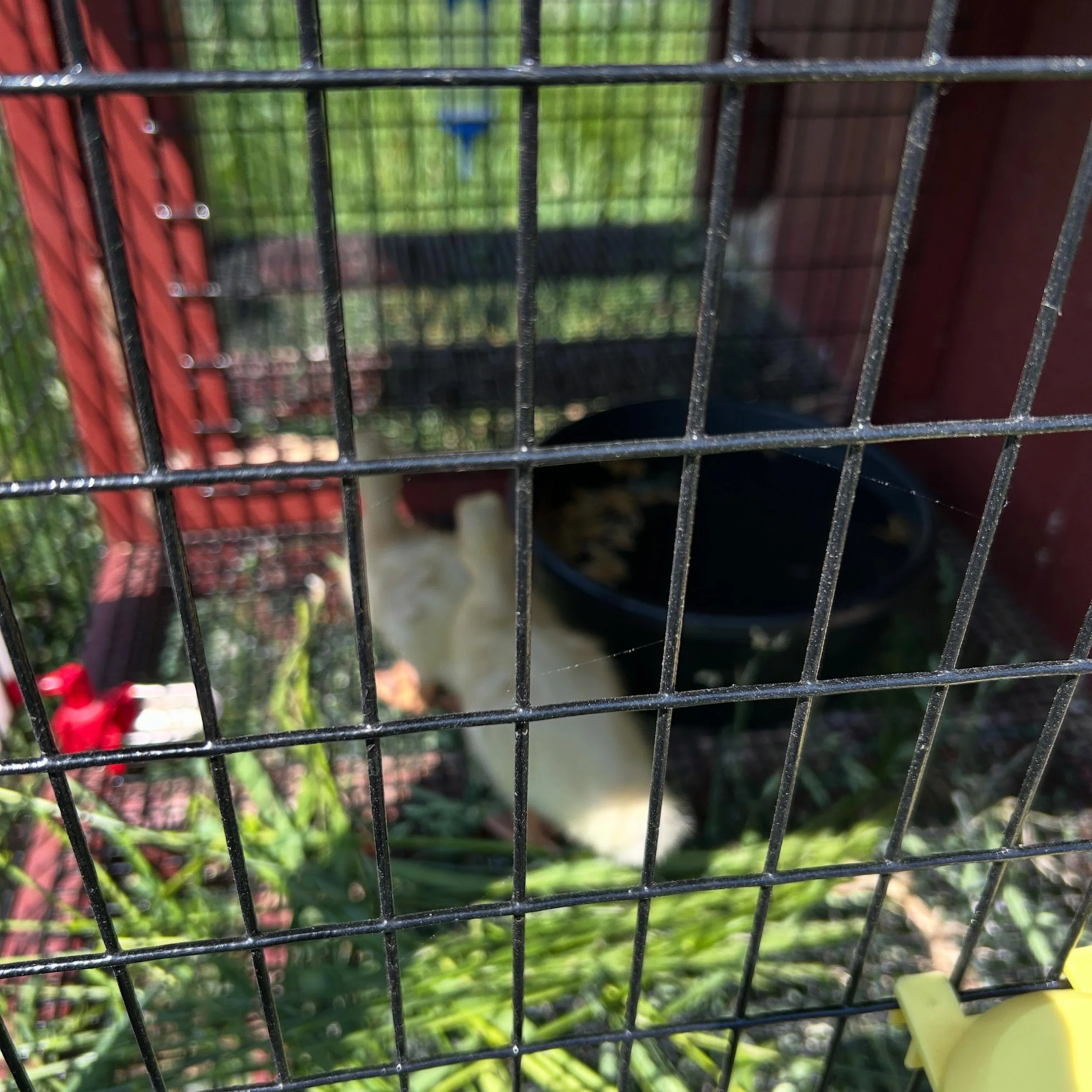 During her principals&rsquo; conference today, Dr.Page had time to tour the agricultural facilities at John Bowne High School! Within this major, students select studies in either animal or plant sciences. The best part of the farm and facilities tou