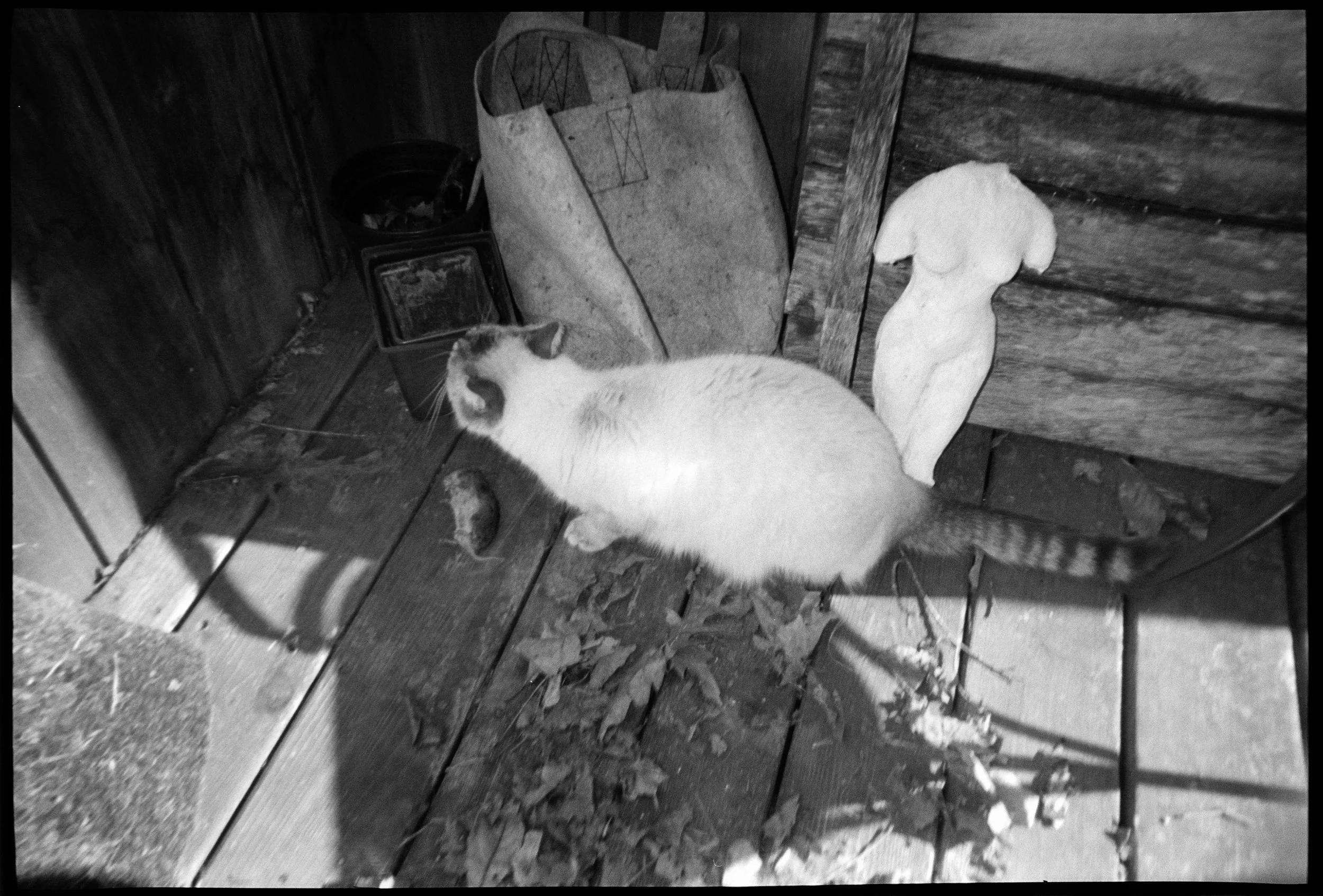 A Siamese cat facing left on a wooden deck with leaves, next to a dead mouse gift.