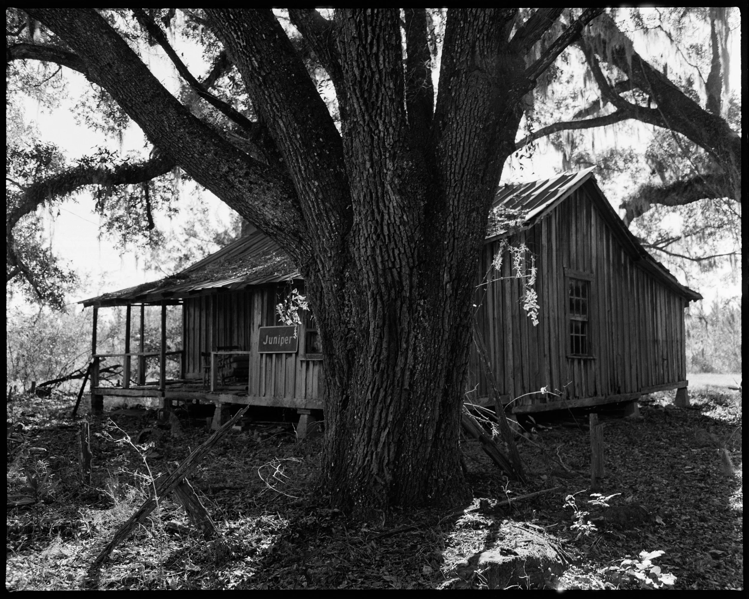 A large mature tree with a thick trunk and sprawling branches in front of a small wooden house and a porch. The house has a sign that reads 'Juniper' and is situated in a natural, wooded area.