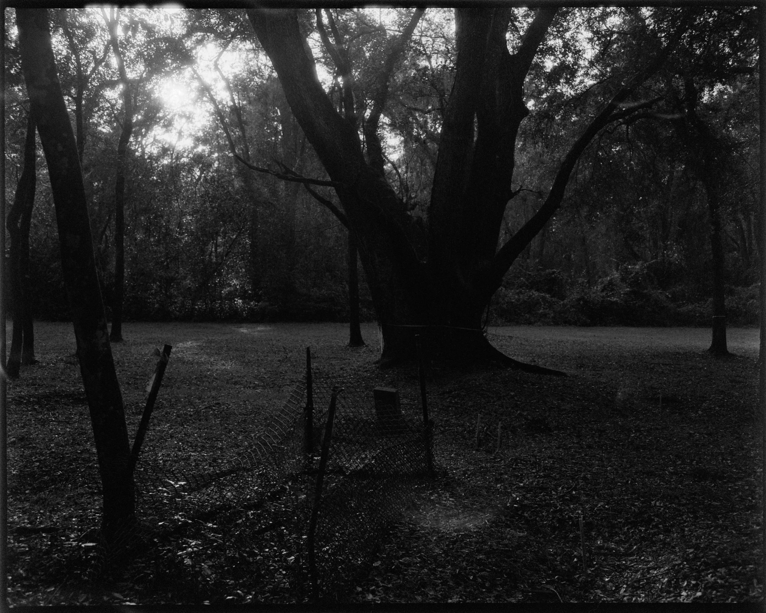 A black and white photo of a large tree in a park with sunlight shining through the branches, surrounded by other trees and a damaged fence in the foreground.
