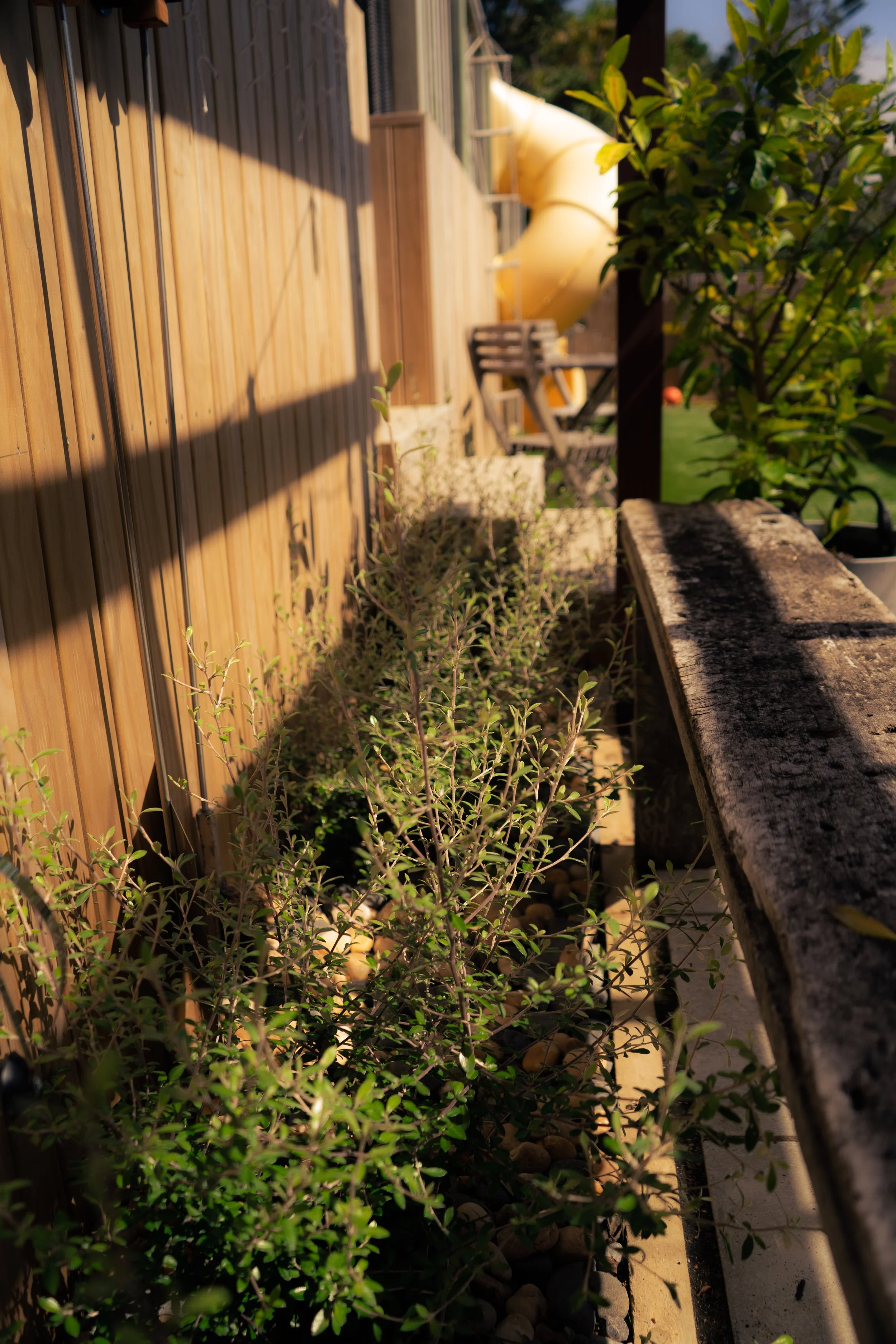 Plants growing along a wooden fence with a rocky ground, a bench, and a large yellow slide in the background on a sunny day.