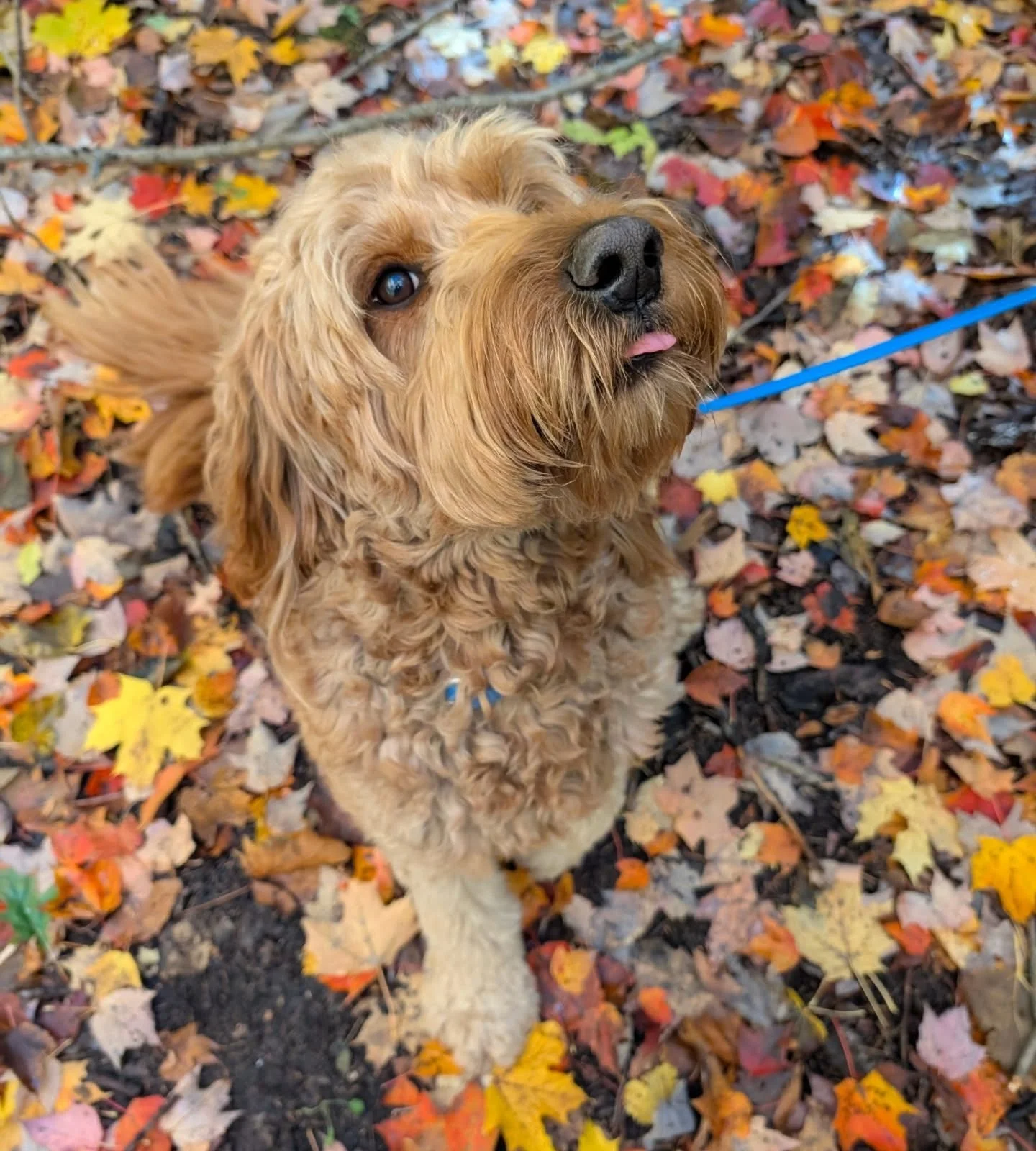 Sadie and the Autumn leaves 🍁🍂🩵