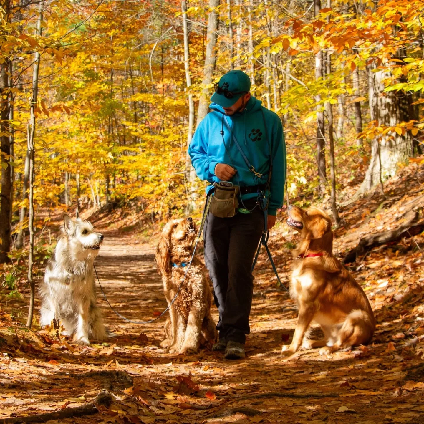 Autumn leaves ✅
Beautiful dogs ✅
Gorgeous Autumn Weather ✅ 

We think Ardagh Bluffs is wonderful right now with the changing leaves. Adding in some perfect puppies completes the experience! 🩵