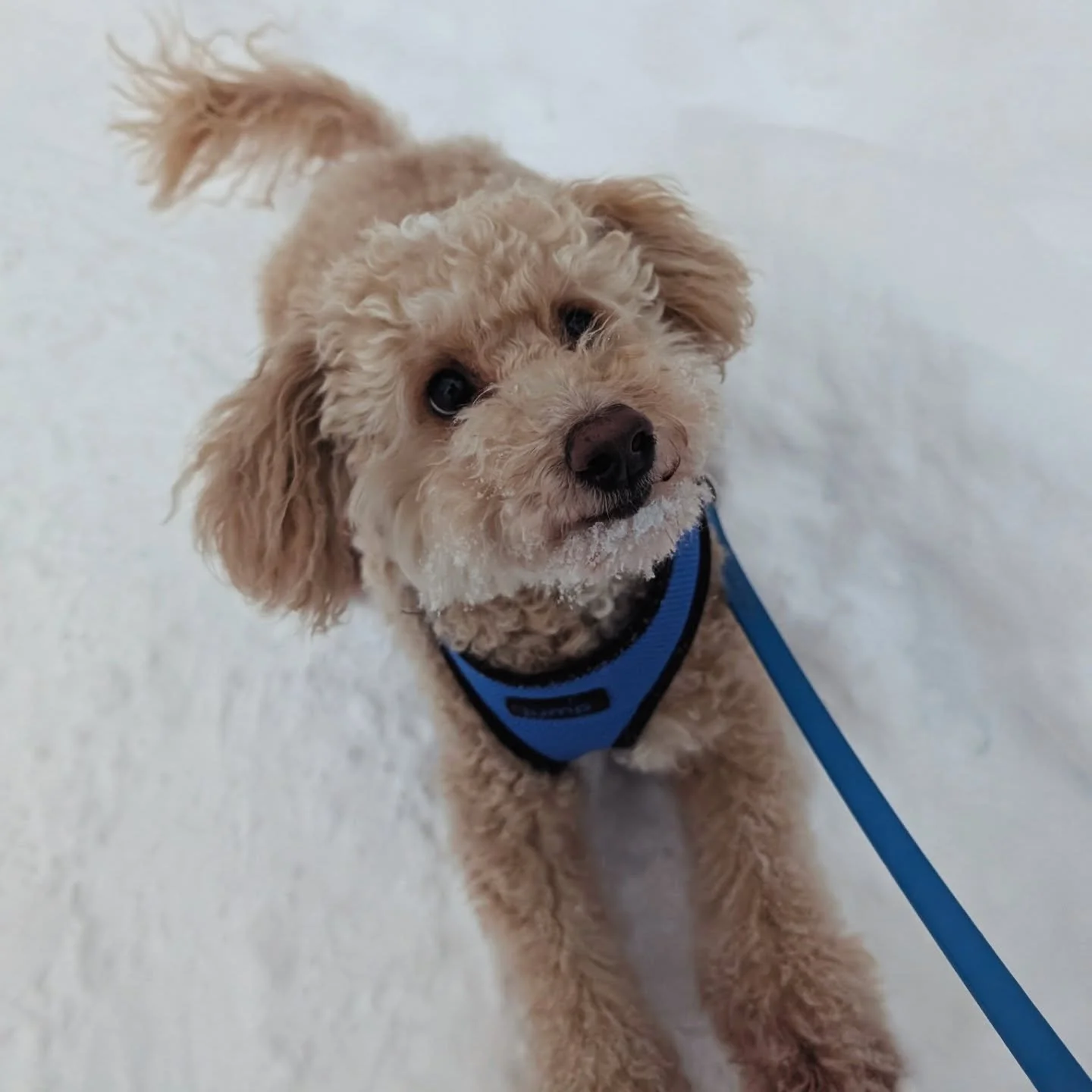 😇❄️
We love hanging out with Halo in all weather!