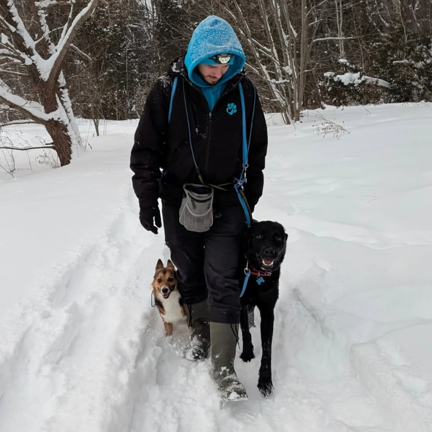 Happy New Year from Wagmore Walkers 🩵

August and Ozzy couldn't be more different in personality, but they do so well in their little pack together! We love seeing how different personalities blend, as dogs settle into meeting their pack friends!