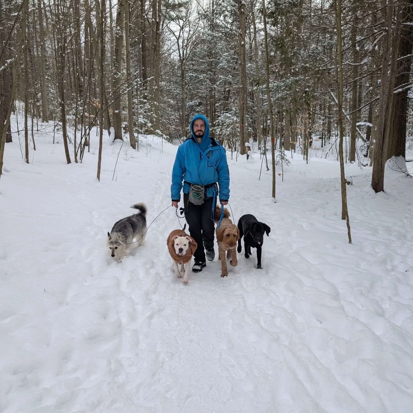 We have some very cold weather headed our way 🥶❄️
For the safety of our pups, walks may be a little shorter during extreme temperatures. Your dog&rsquo;s comfort and well-being always come first 🩵
We&rsquo;ll keep our Wagmore Pack updated&mdash;unt