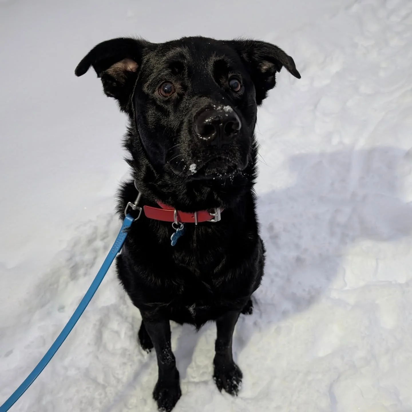 This is Ozzy! 
Ozzy is a Lab x Great Pyrenees. He is a bit shy at first, but the sweetest boy once he warms up. He loves being the tallest of his small pack mates August, Halo and Taco.