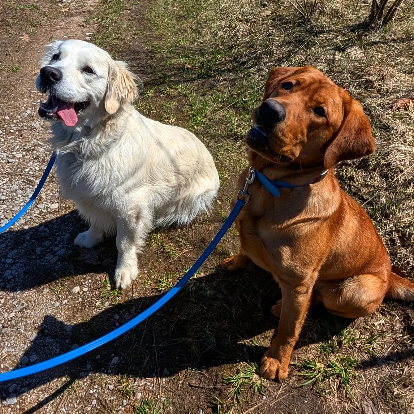 Monty and Tater were enjoying the sun today! What a lovely April day 🐾🩵