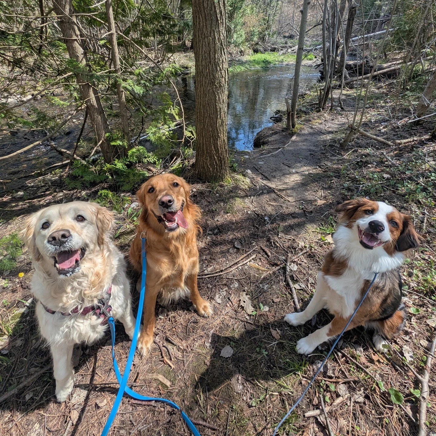 Just a few happy pups on a hike!