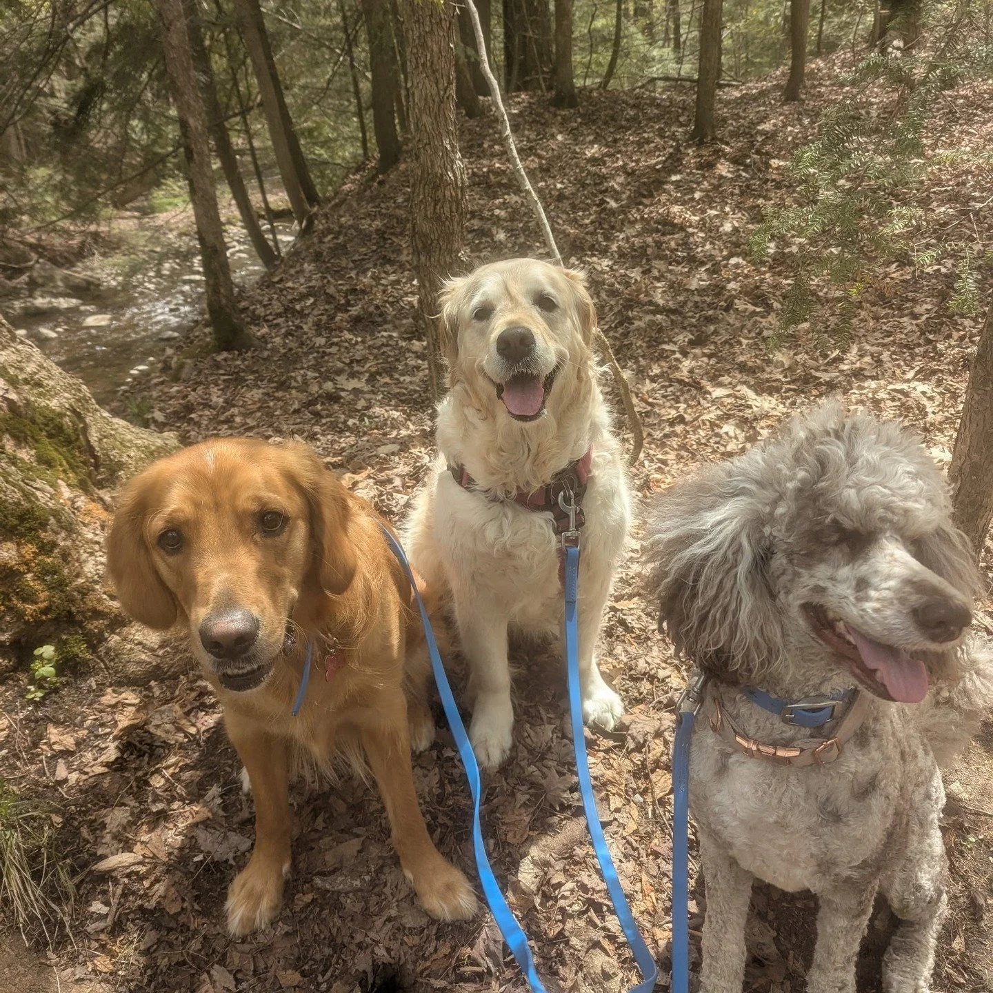 We truly have the best job in the world. From all of us at Wagmore - thank you for your trust and support with your pups!