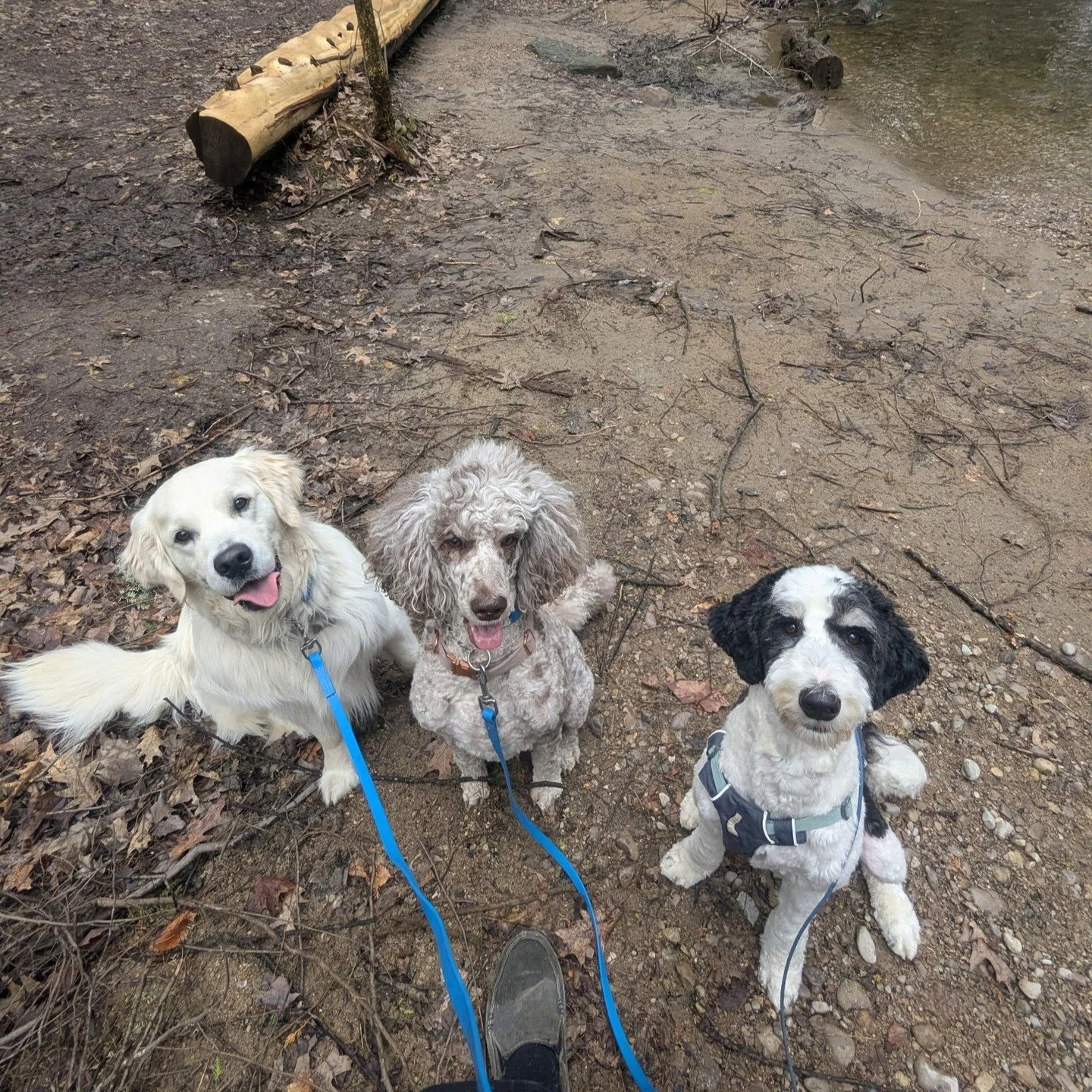 Monty, Gwen, and Bentley are sure happy that summer is just around the corner, and so are the rest of our packs!