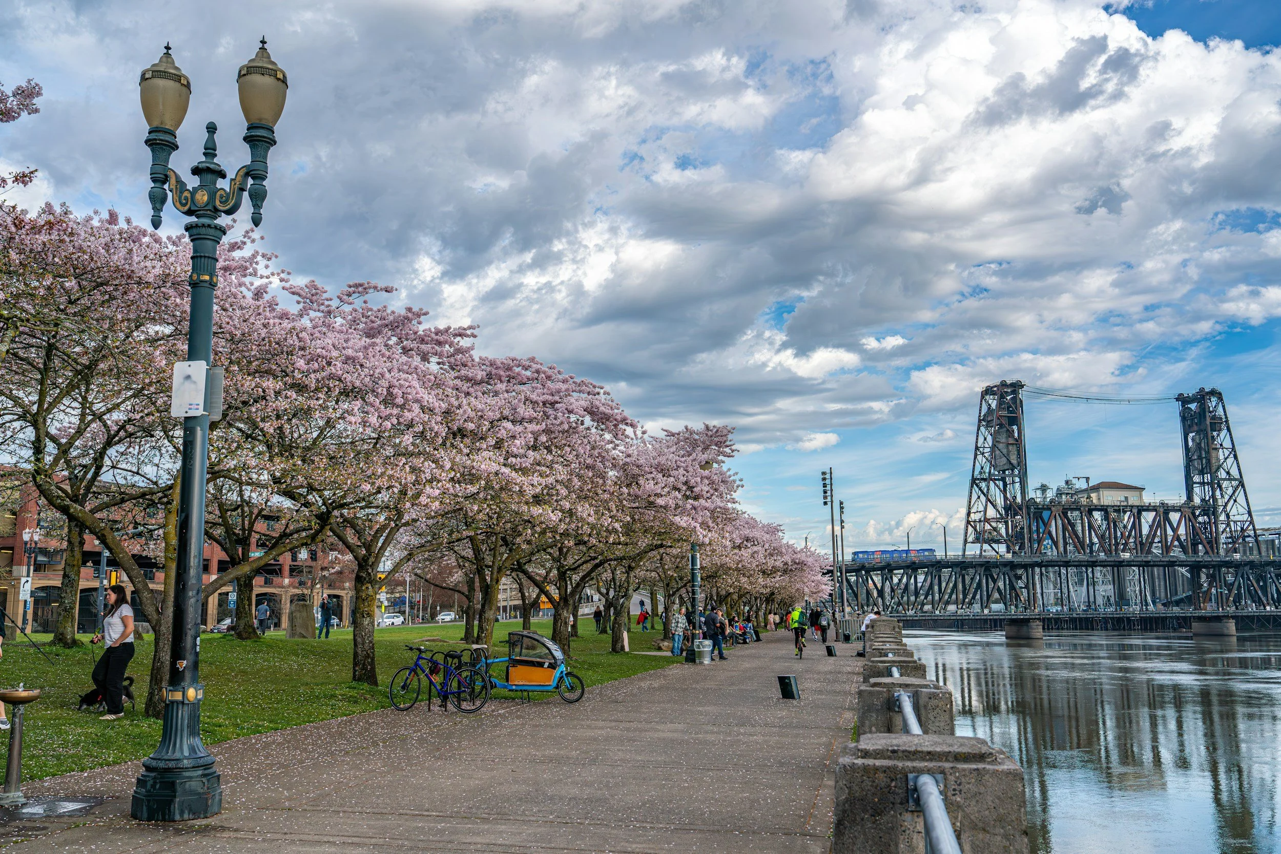 A riverside park with cherry blossom trees, a paved walkway, a lamppost, bicycles, and a metal bridge over the river under a partly cloudy sky.
