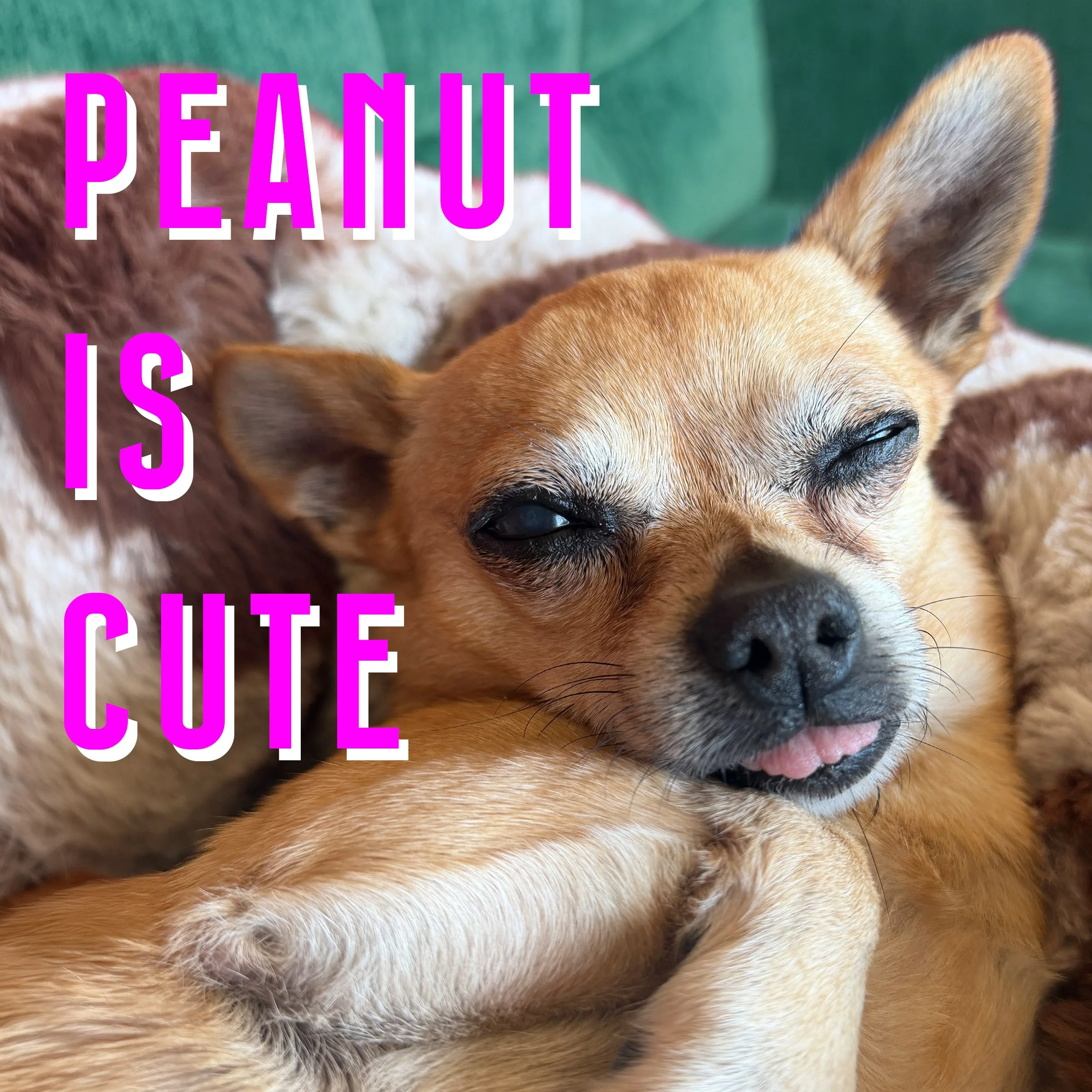 PEANUT.jpg
