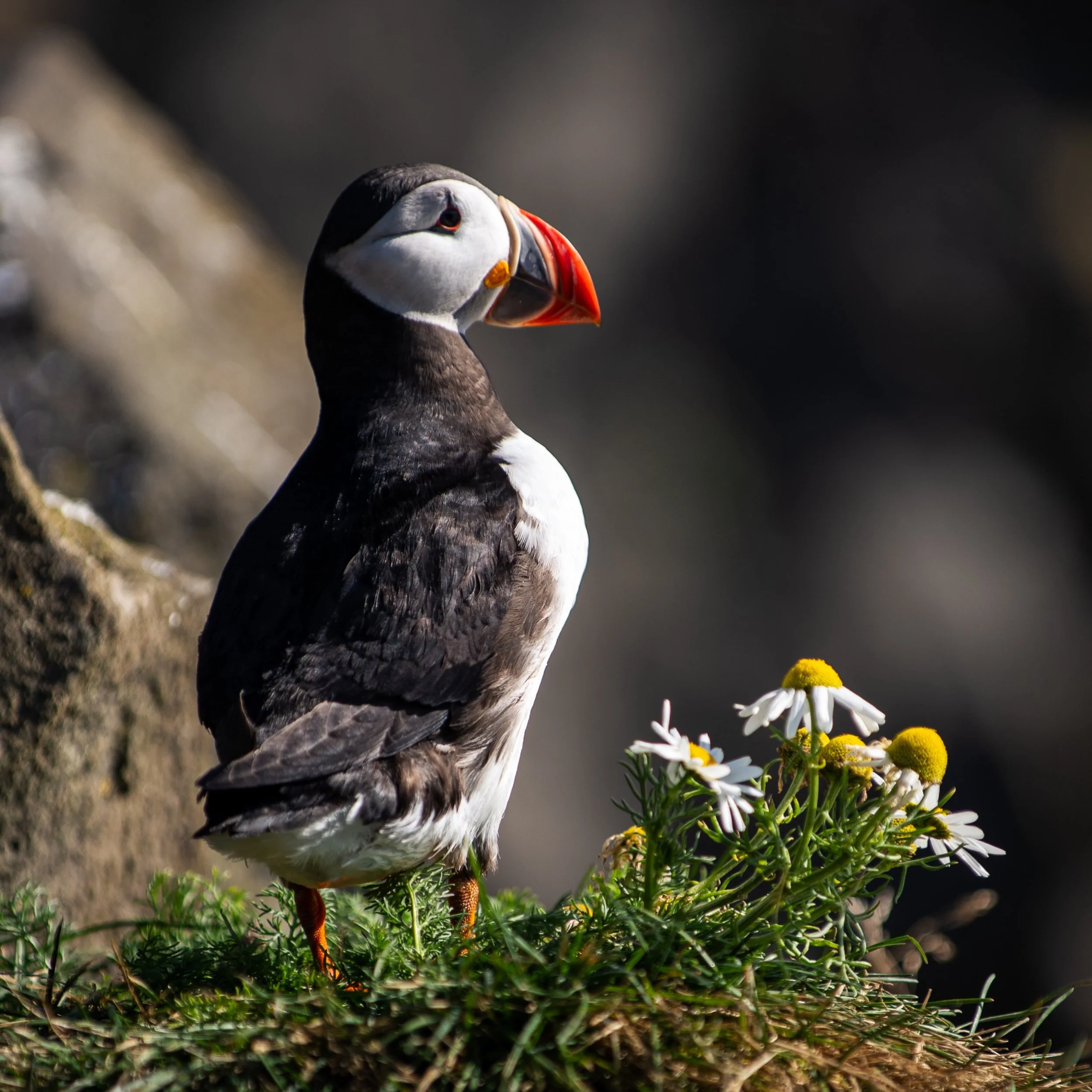 Puffins are cute and clumsy