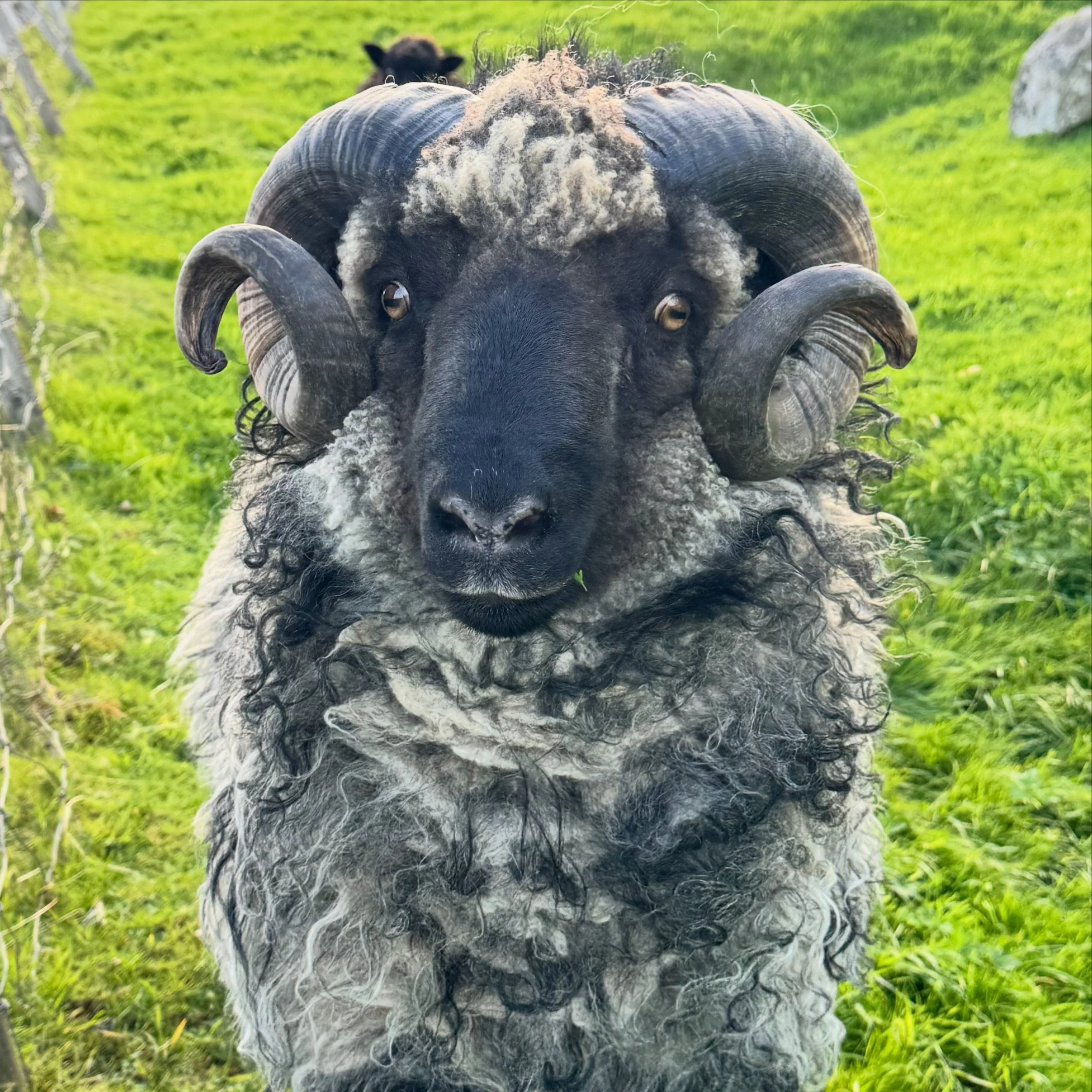 F&aelig;reyjar - Faroe Islands 🇫🇴❤️