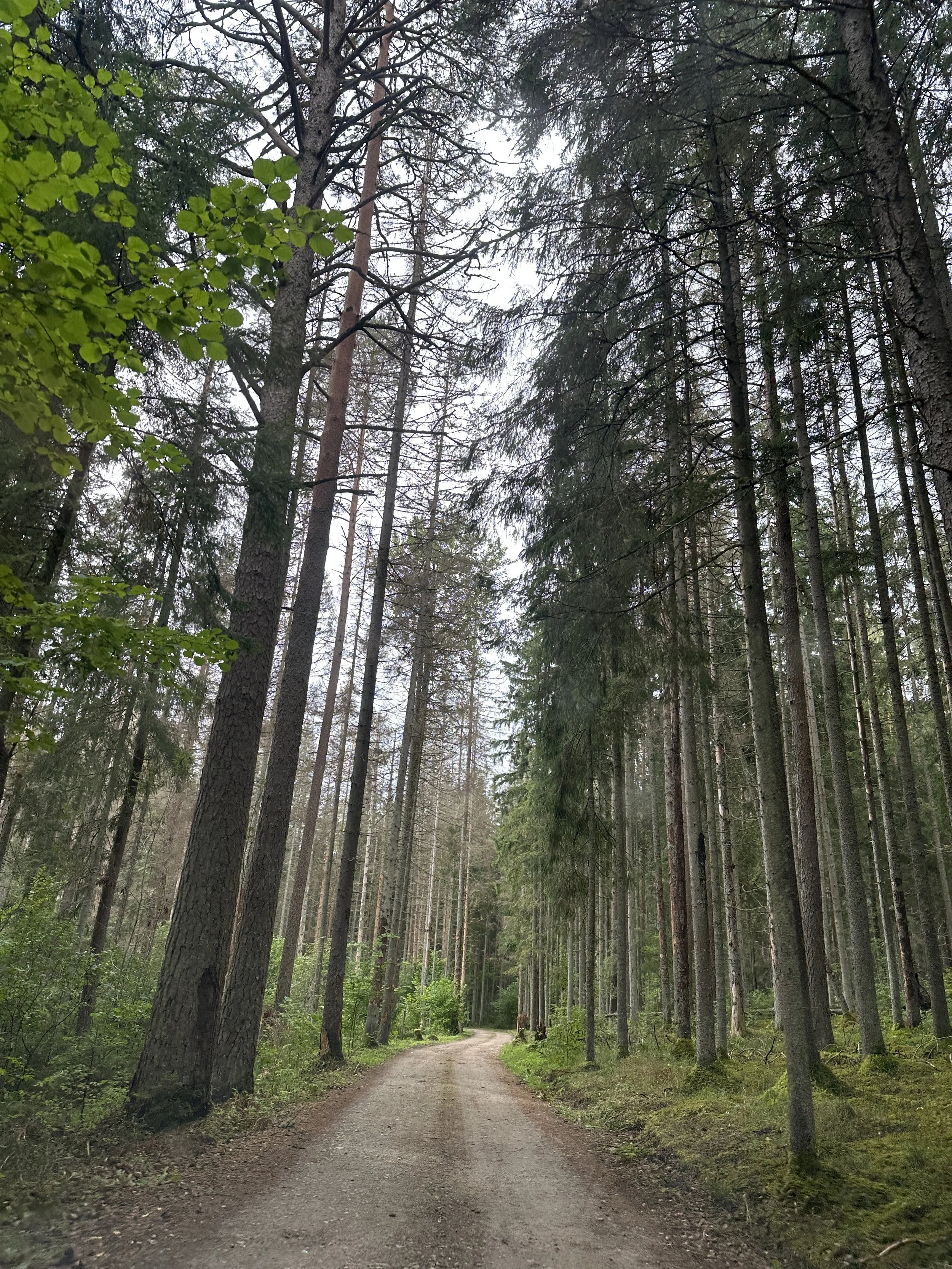 A dirt path winds through a dense forest of tall trees with green leaves and dark trunks, with an overcast sky visible through the branches.
