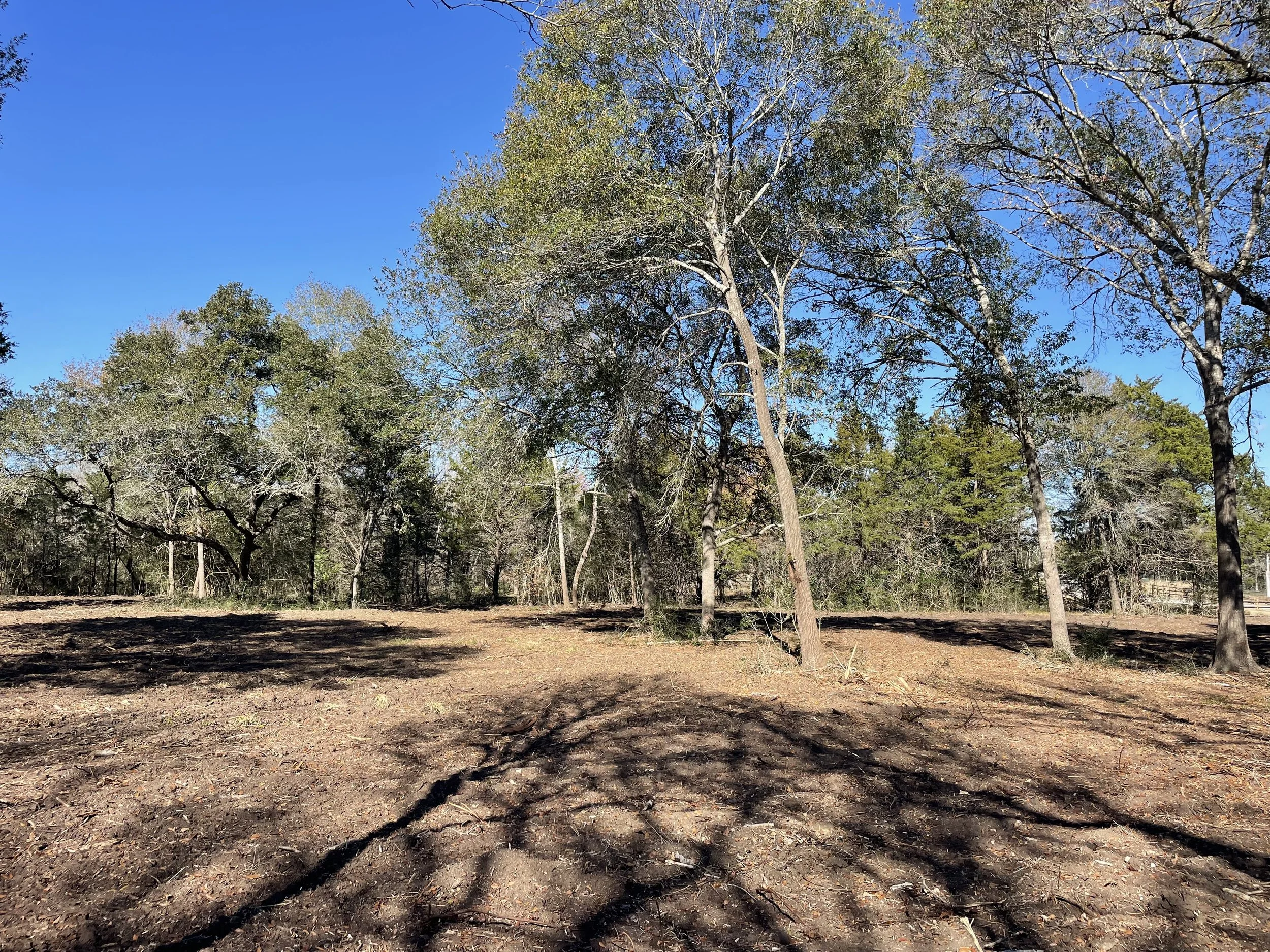 Clear sky over a leafless tree in front of a wooded area with shadows cast on the ground,  in Chappell Hill Texas with Country Communities, provided by G-Quip Services LLC in the Brazos Valley, Texas. 