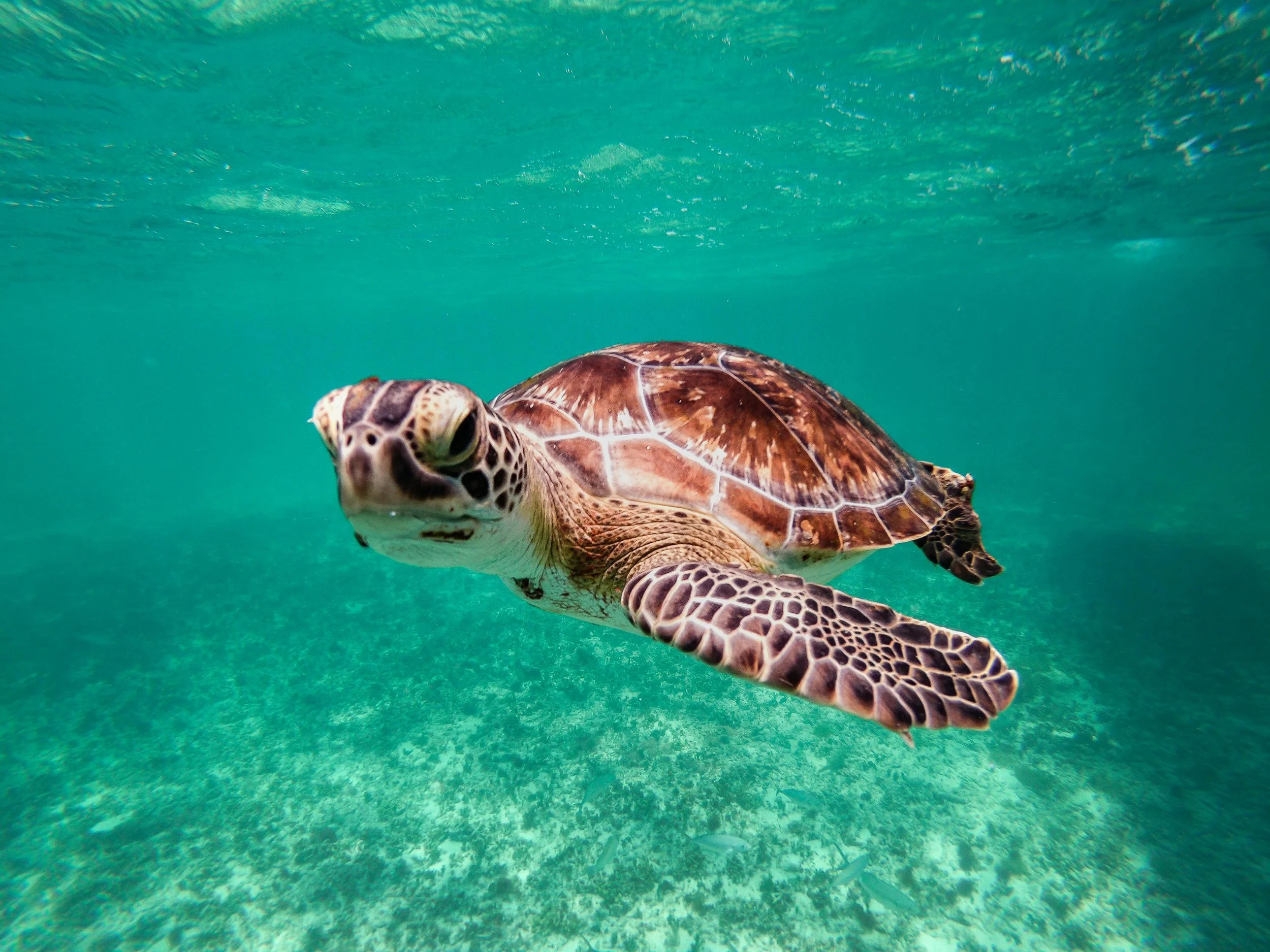 A sea turtle swimming underwater in clear blue water.