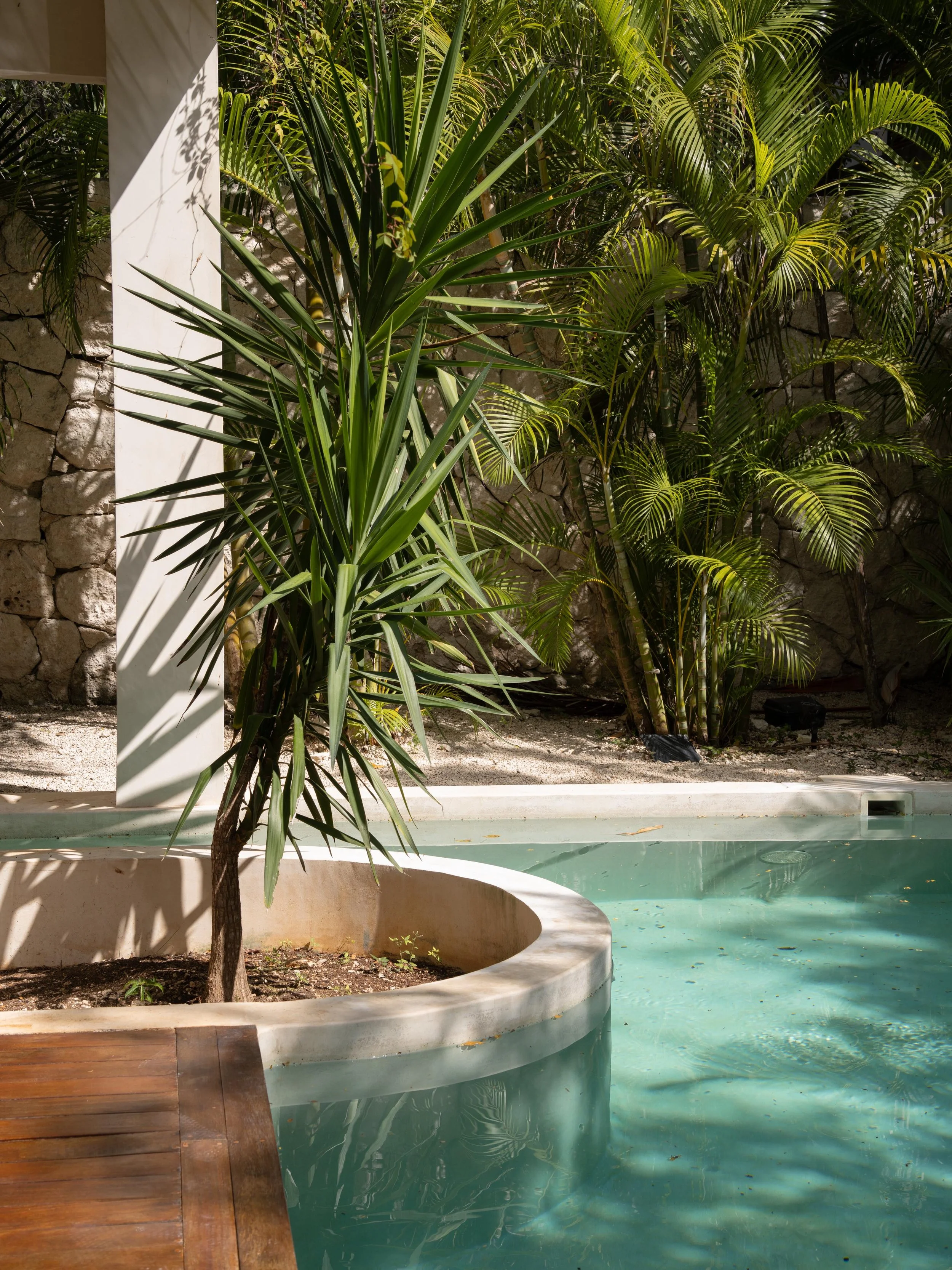 A small round tree in a planter within a swimming pool, with a backdrop of lush green palm trees and a stone wall.