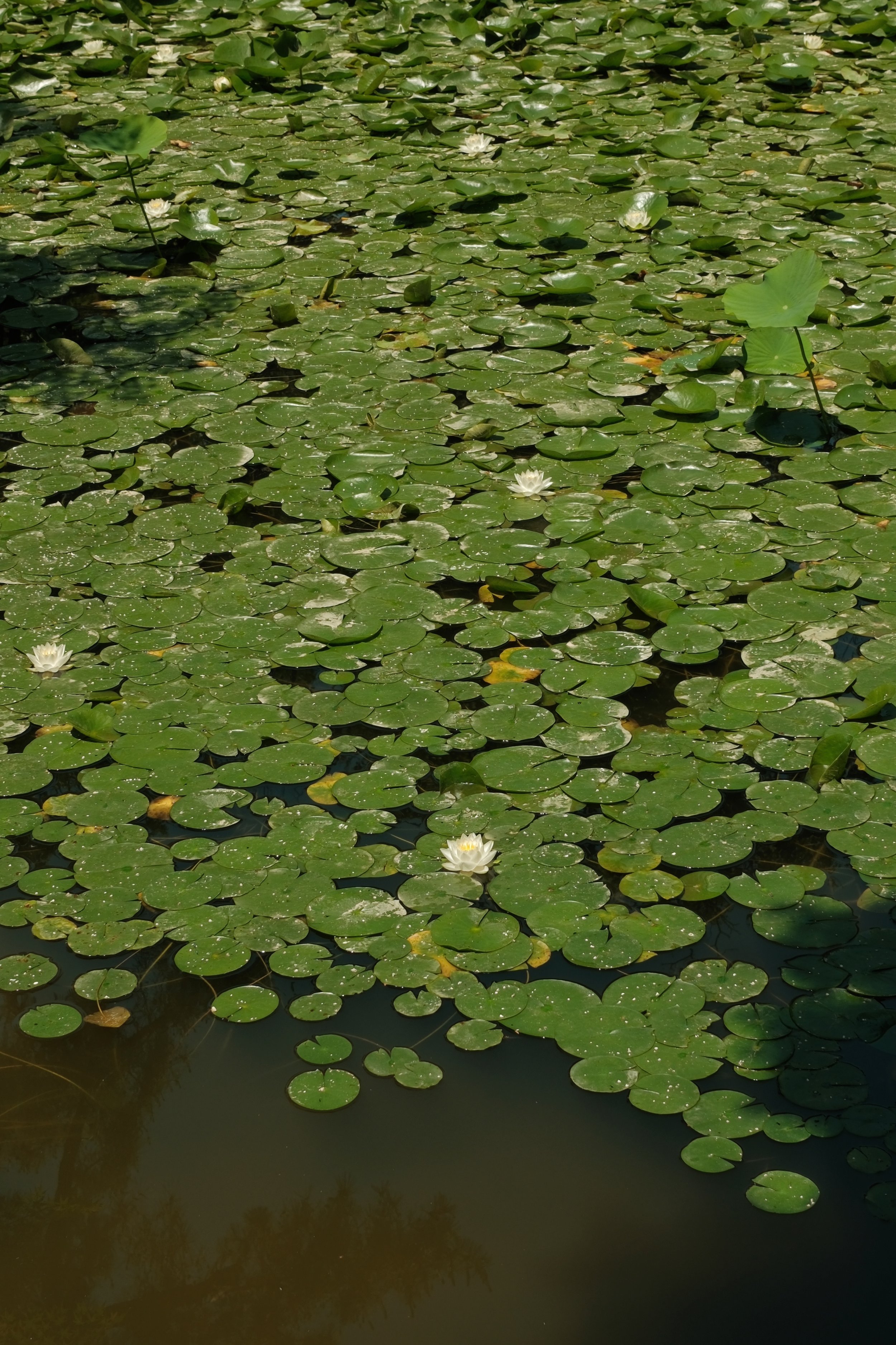 DSCF3156.jpg