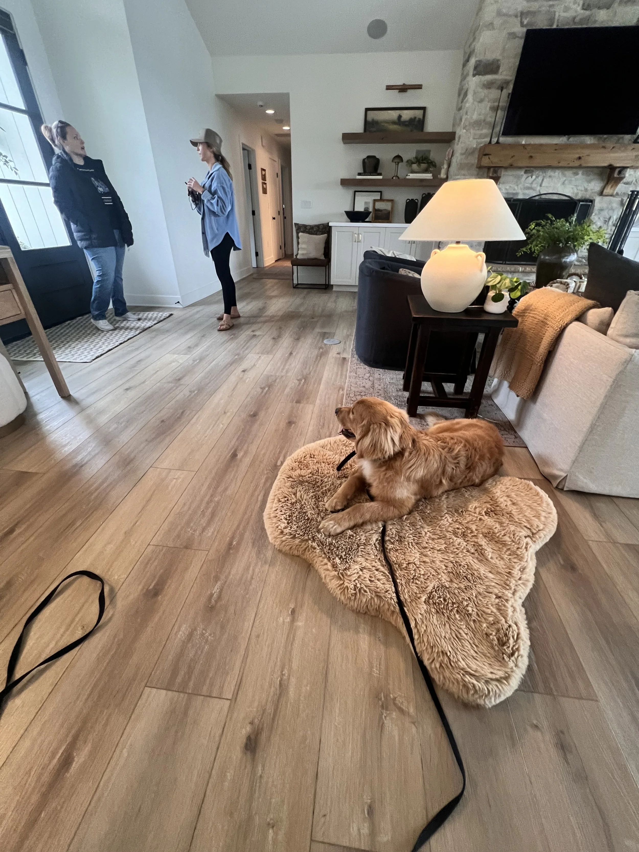 Dog jumping on guest. dog is jumping. train dog not to jump