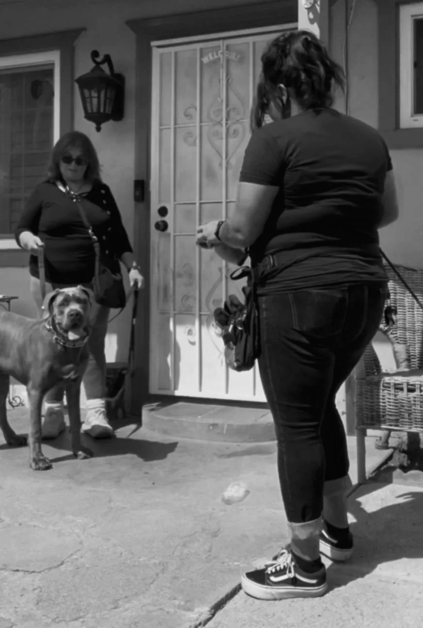 Reactive puppy, puppy training, dog training, exposure training