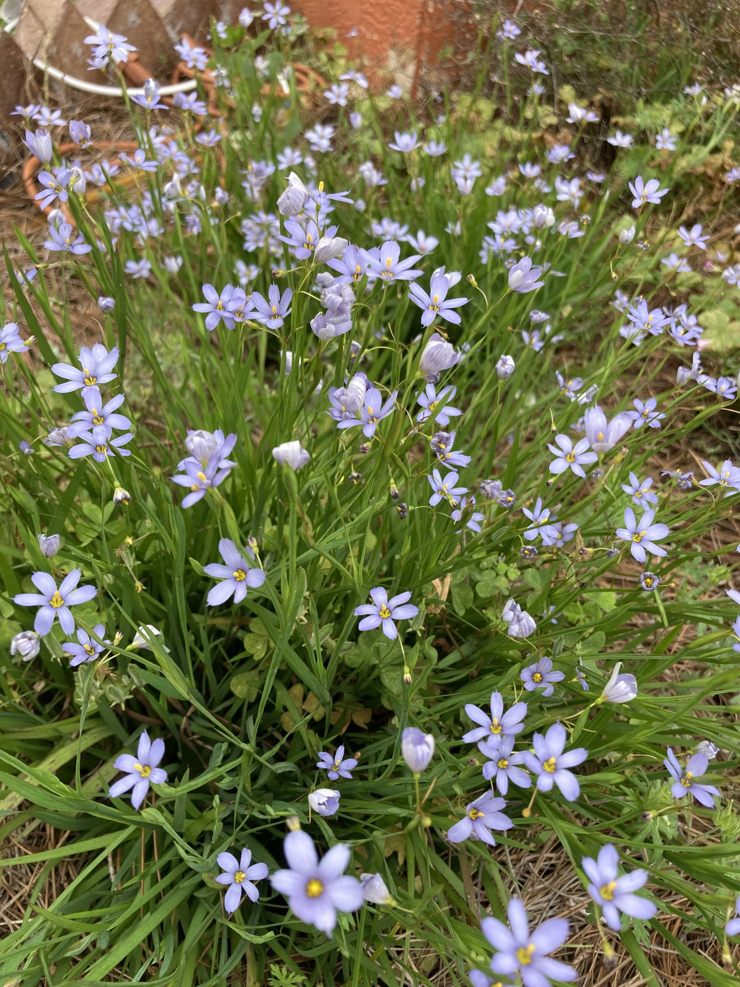 blue eyed grass.jpg