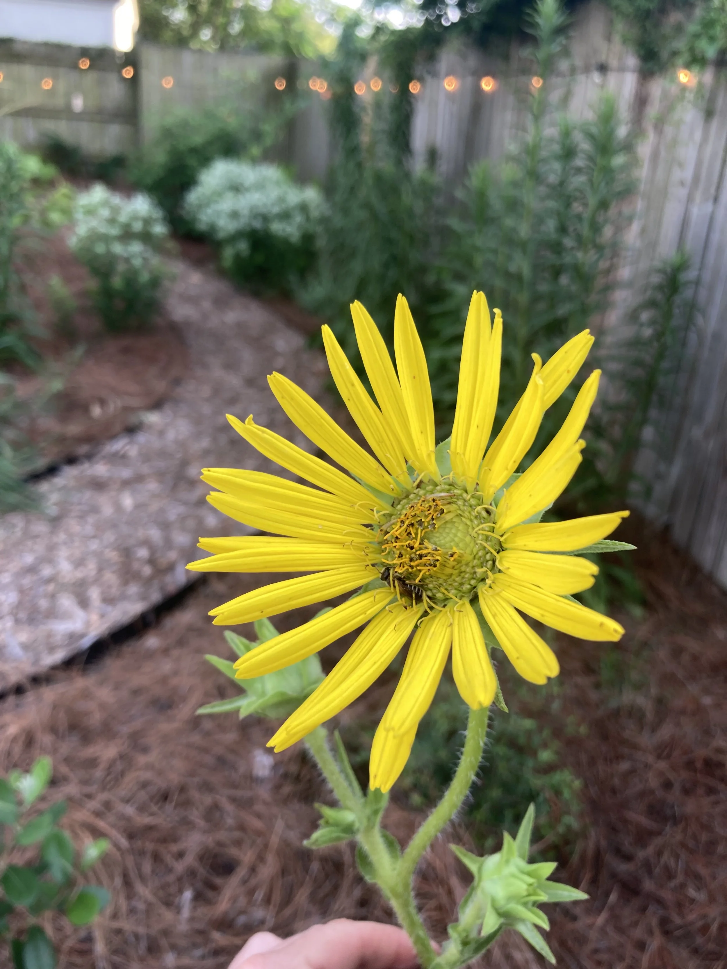 IMG_5523.jpeg