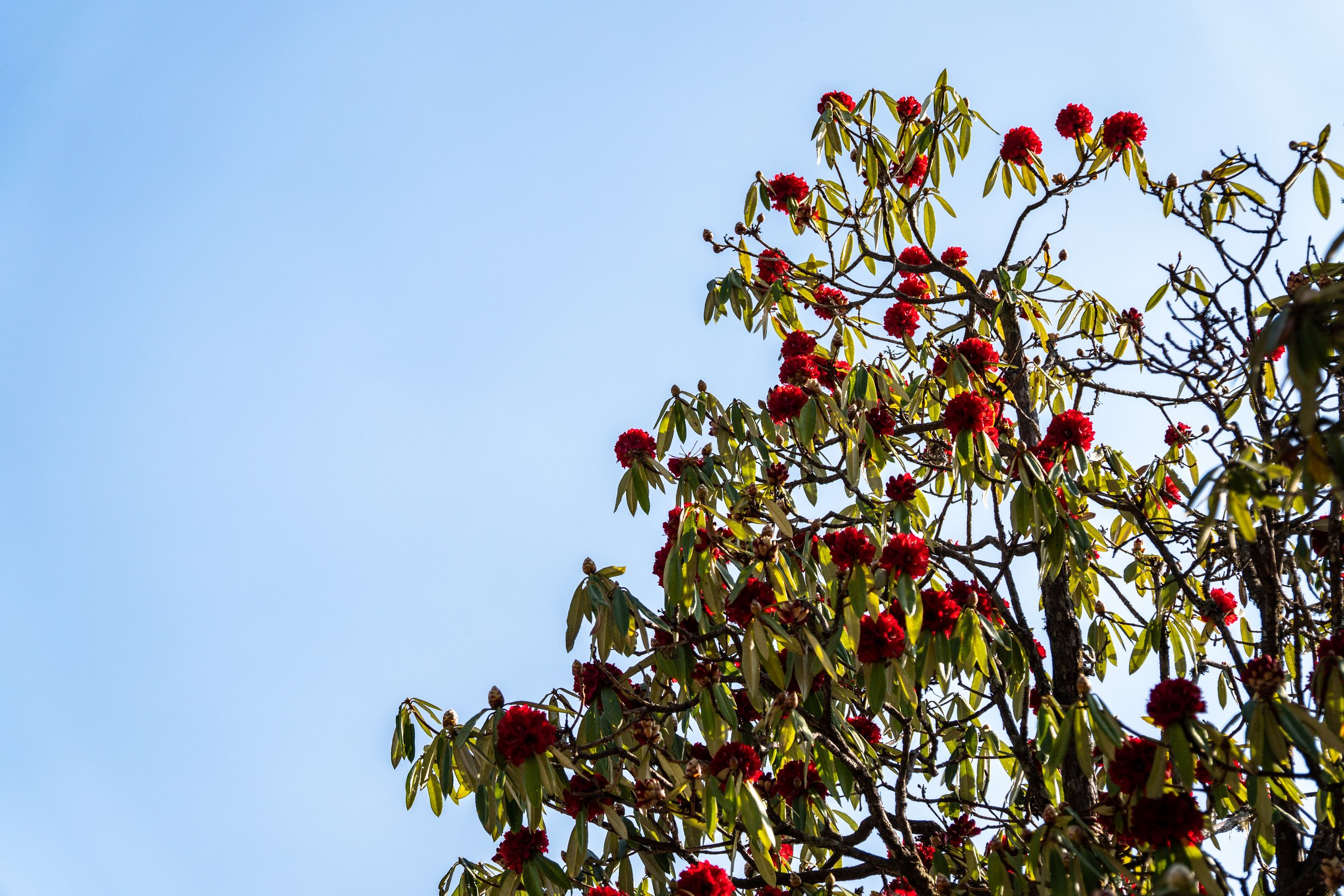 DSC08941-2.jpg