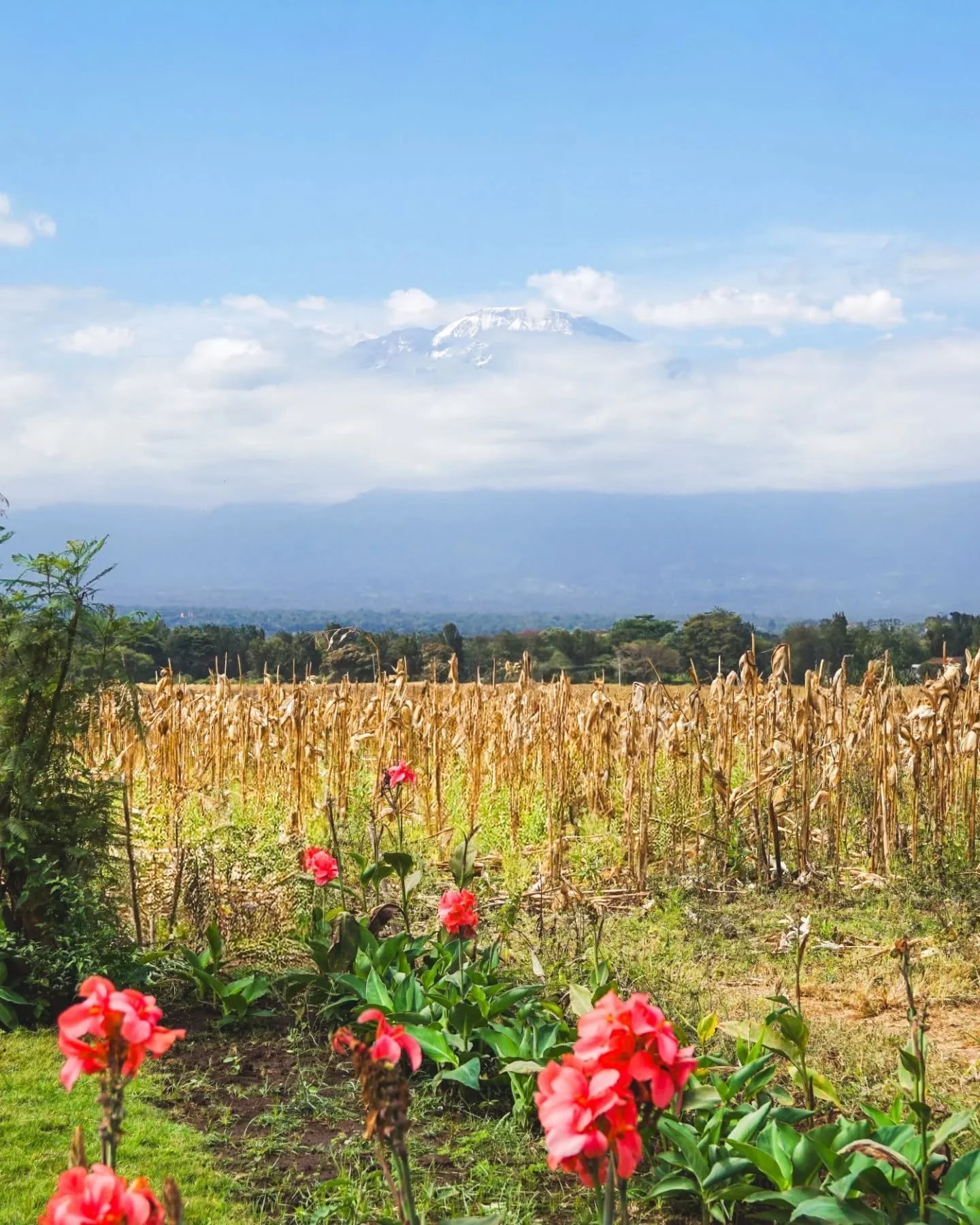 I spent the better part of the last two weeks working, training, and running at the base of Kilimanjaro. It was always a surprise on my morning run to see if the mountain would be shy or show itself.

Using the @altrarunningau Olympus 6 trail runners