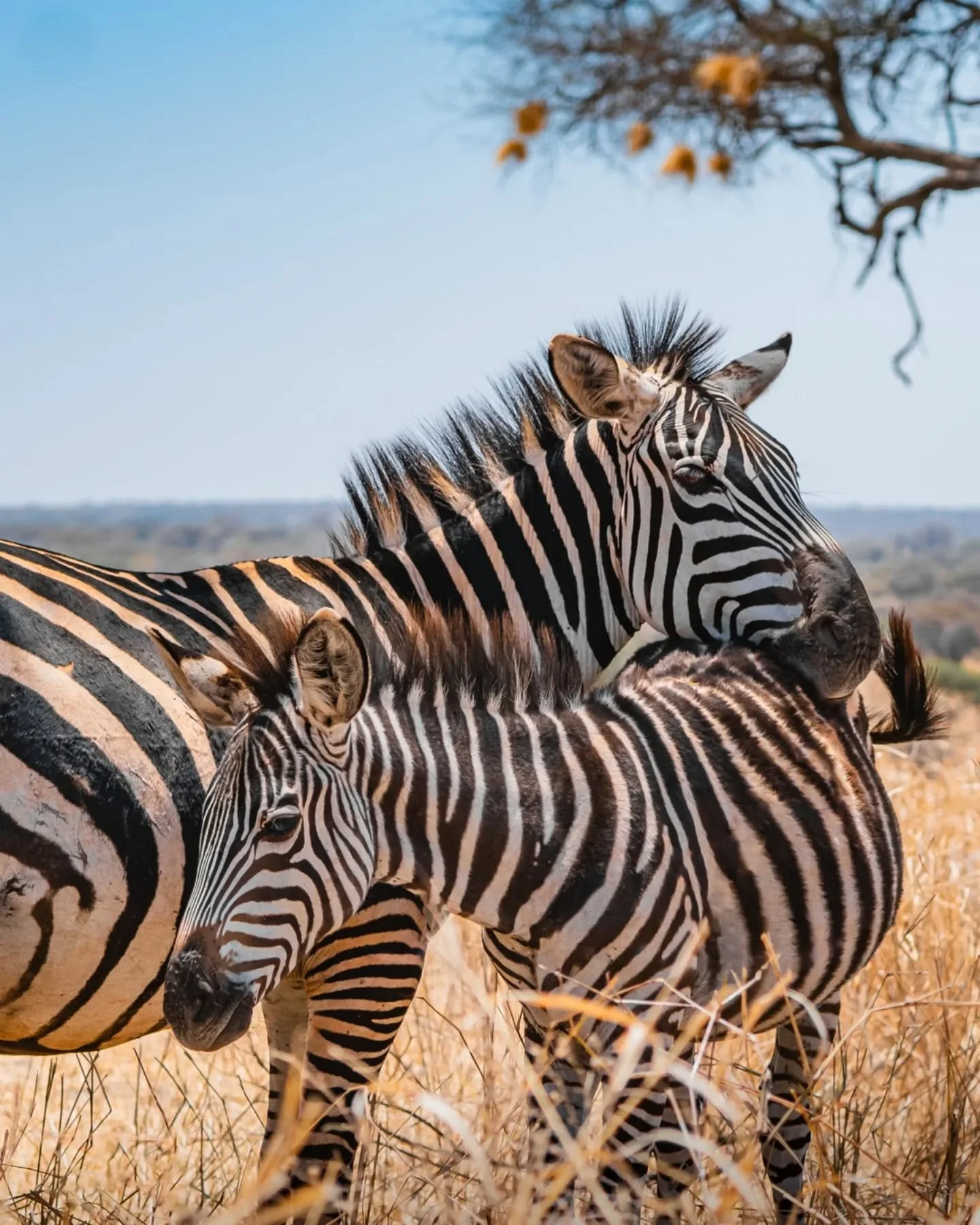 Wildlife of Tarangire National Park

#safari #tarangire #tanzania #africa