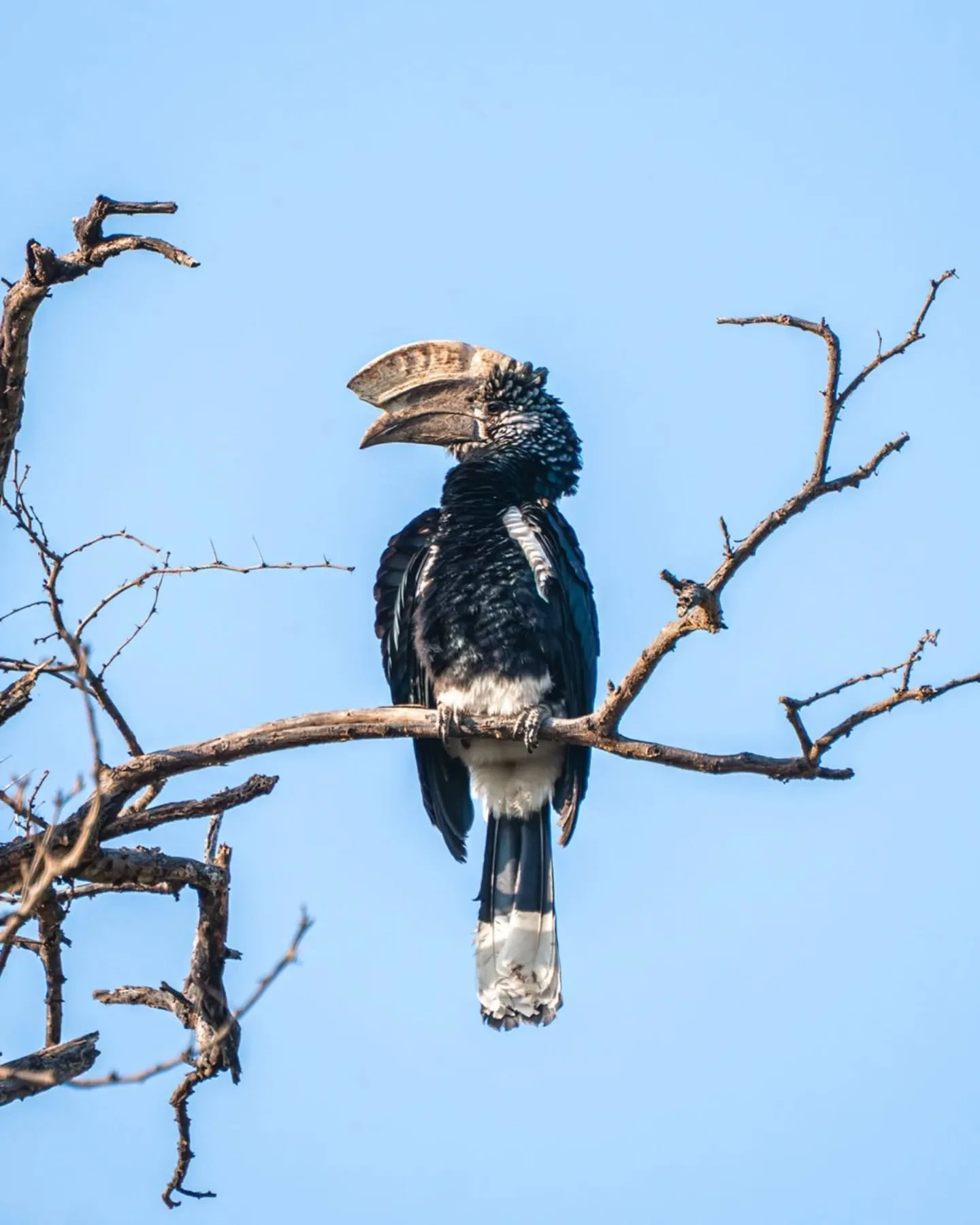 Wildlife of Lake Manyara National Park

#safari #lakemanyara #tanzania #africa