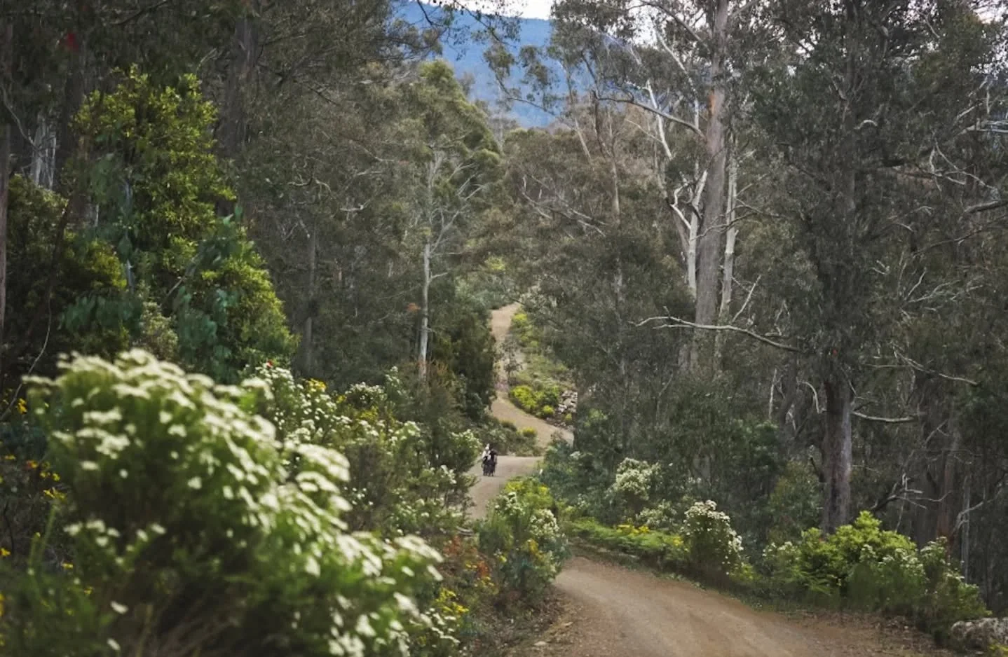 Day 10 Bikepacking The Tassie Traverse: Lake Leake > Interlaken. 87.96km 1186m elevation gain. 

I'm pretty tired writing this. TL;DR version:
&bull; Wet morning to start. Bikes and gear are covered in mud again. 
&bull; Since Danny has a new spok