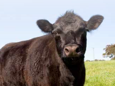 MLA Global Beef and Industry Trade Report