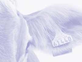 Global Beef Market Monthly Review